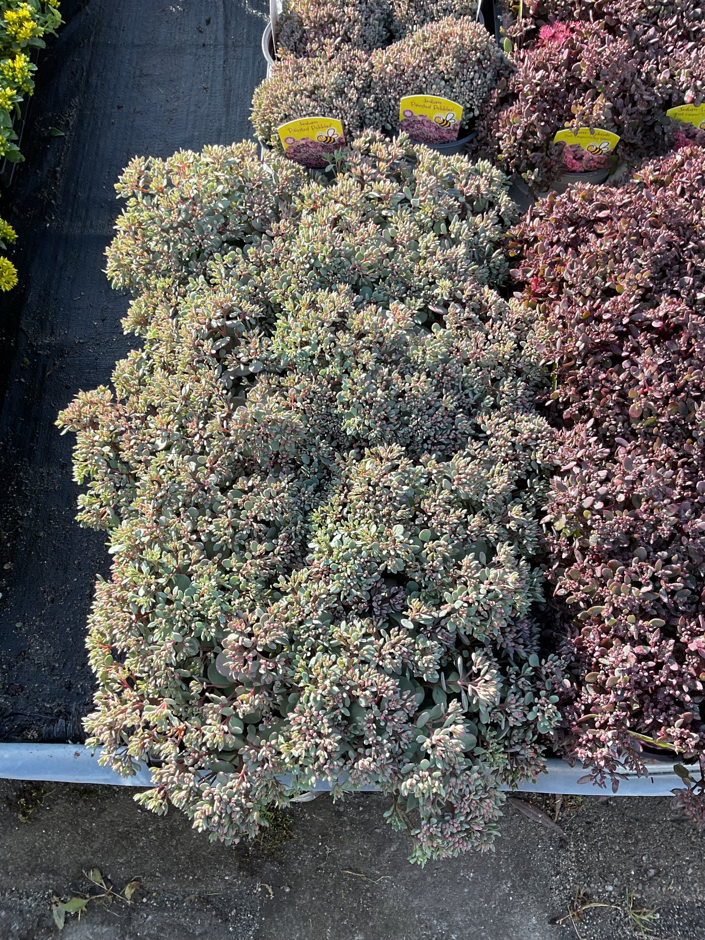 Sedum cauticola ‘Lidakense’ P12