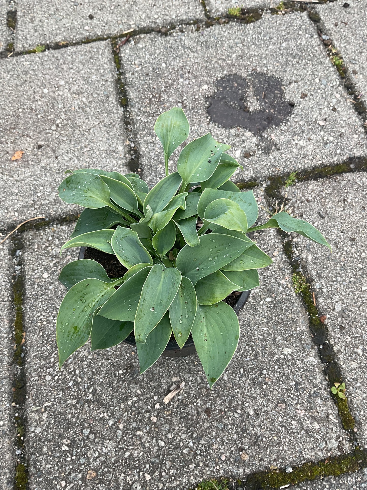 Hosta ‘Blue Boy’ P12