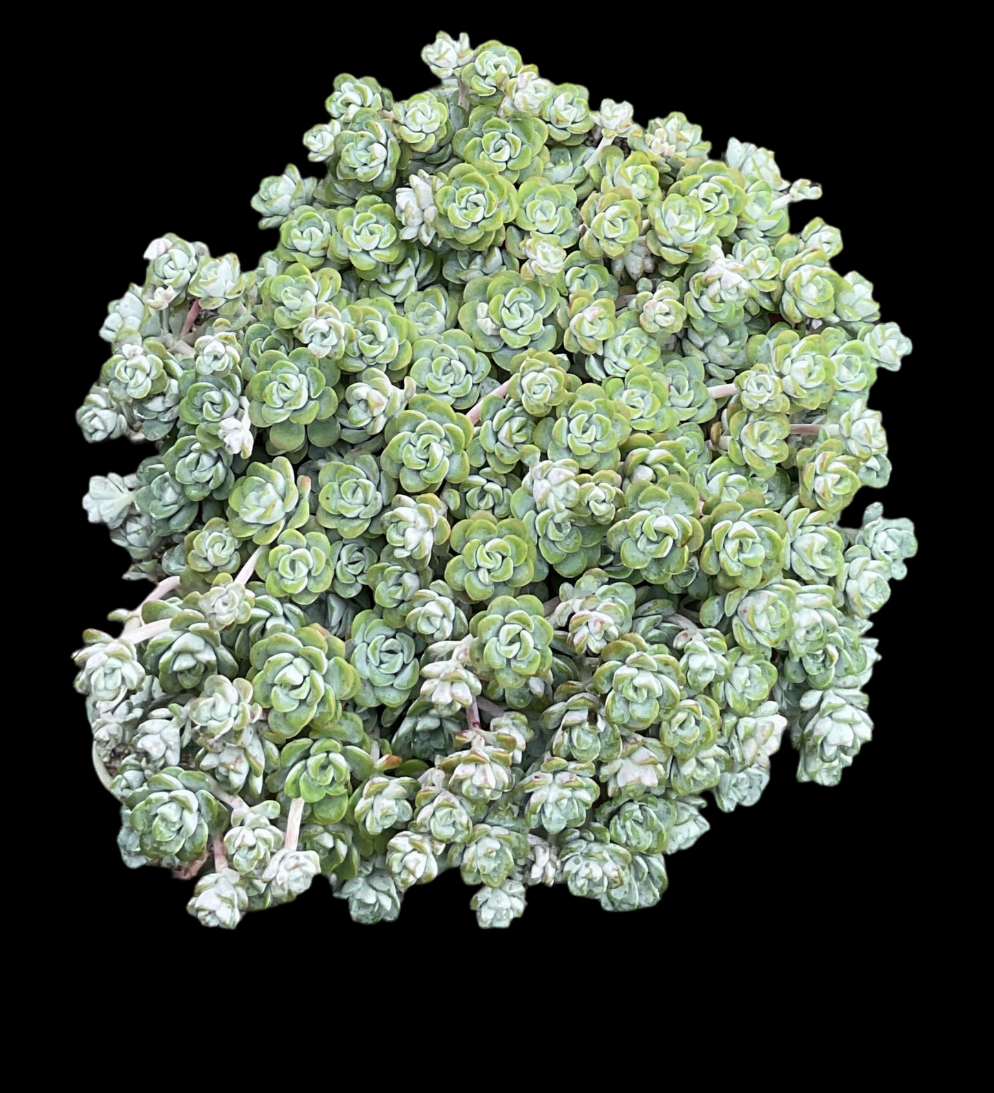 Sedum spathulifolium ‘Capo Blanco’ P12