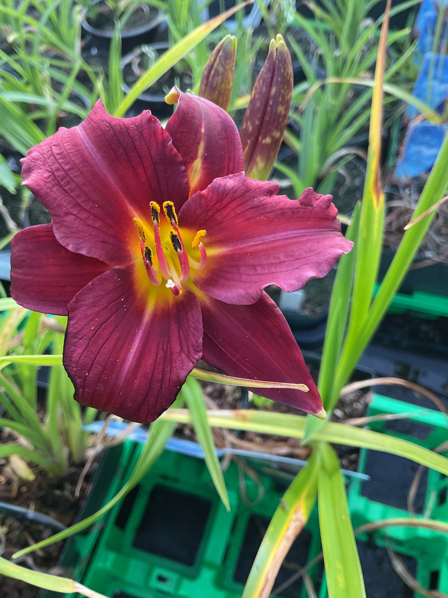 Hemerocallis ‘Pardon Me’