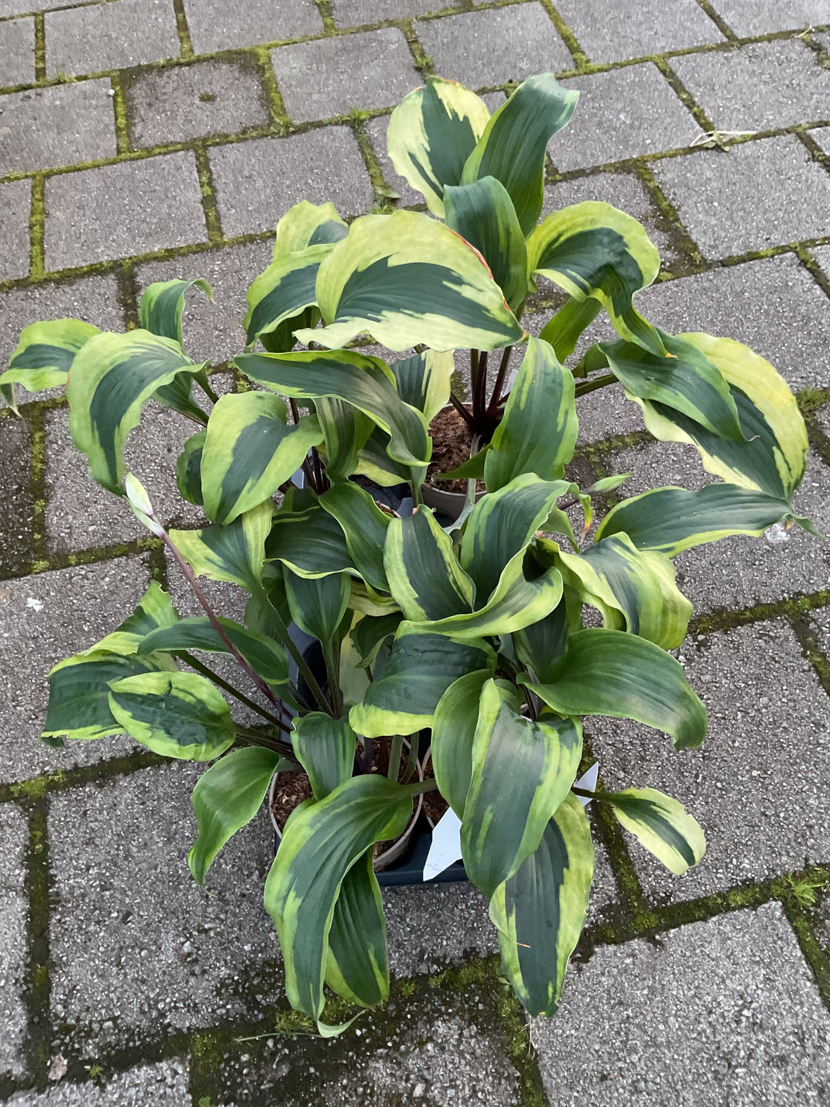 Hosta ‘Monkey Business’ P15