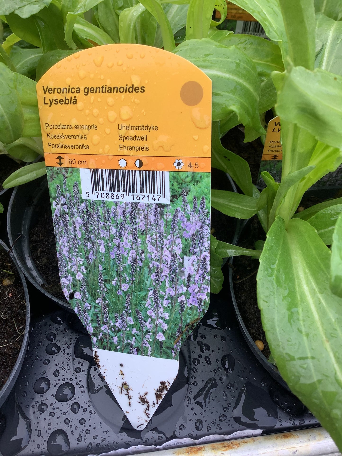 Veronica gentianoides