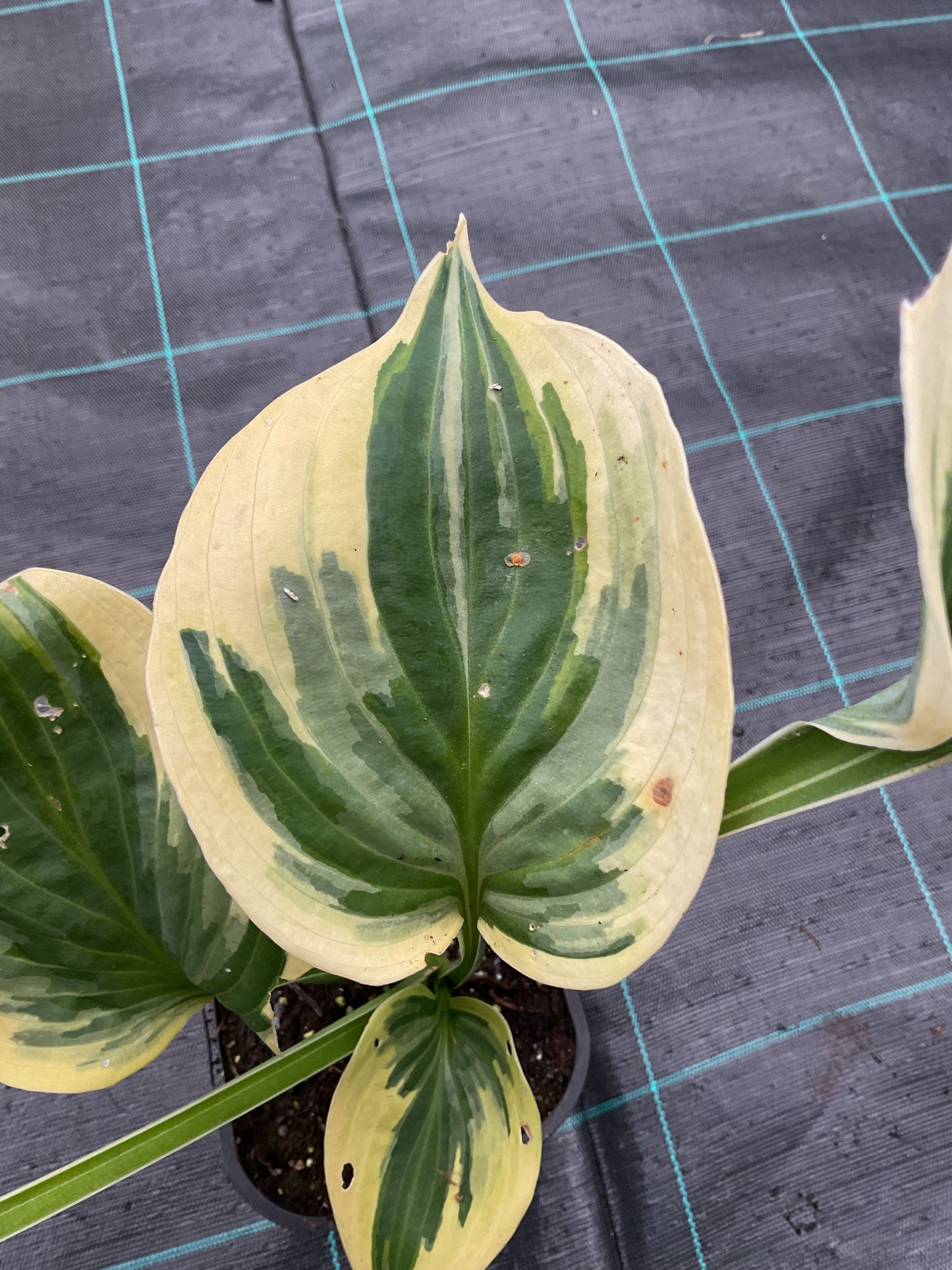 Hosta ‘Broadway’ P15