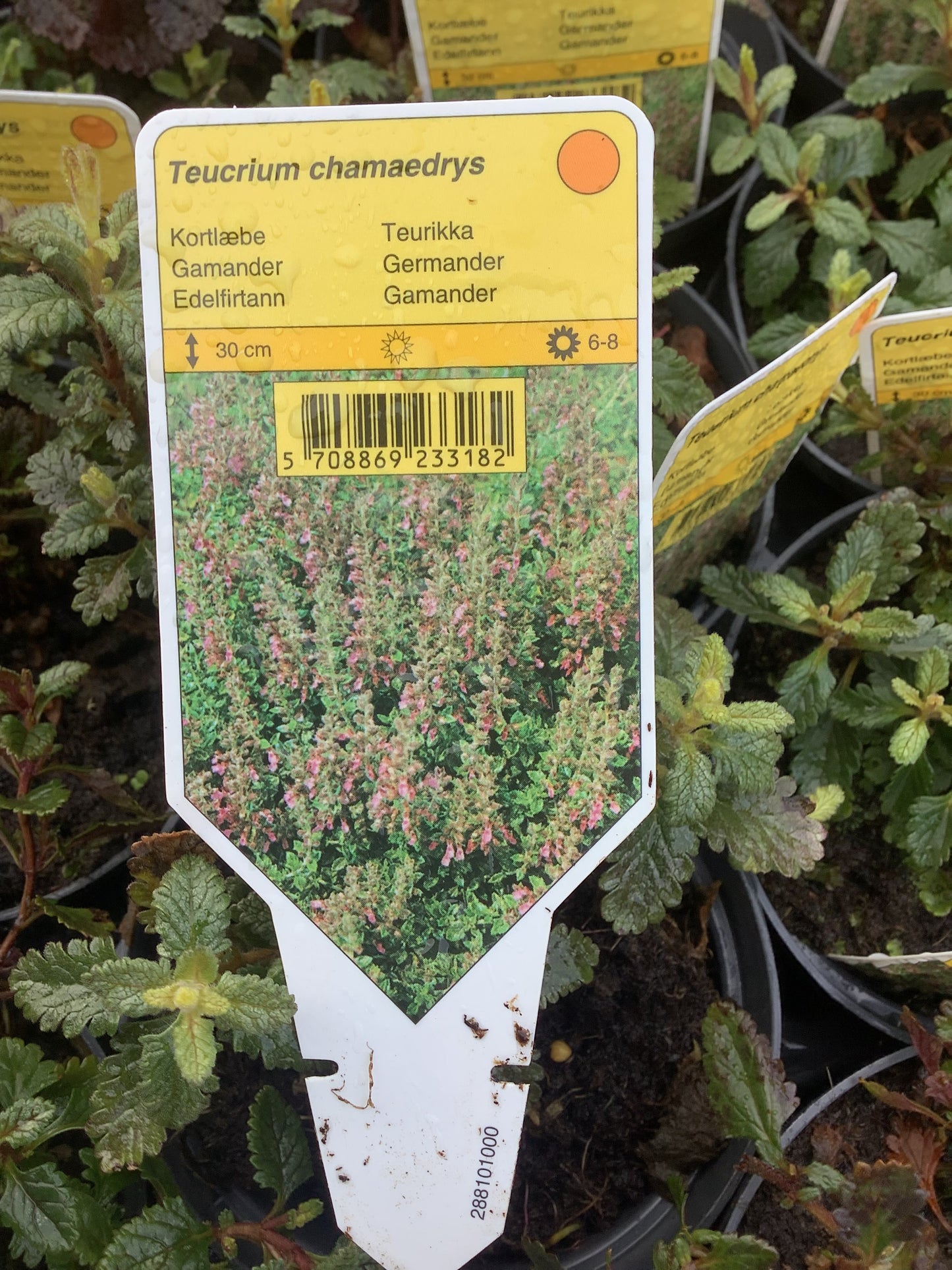 Teucrium chamaedrys P11,5