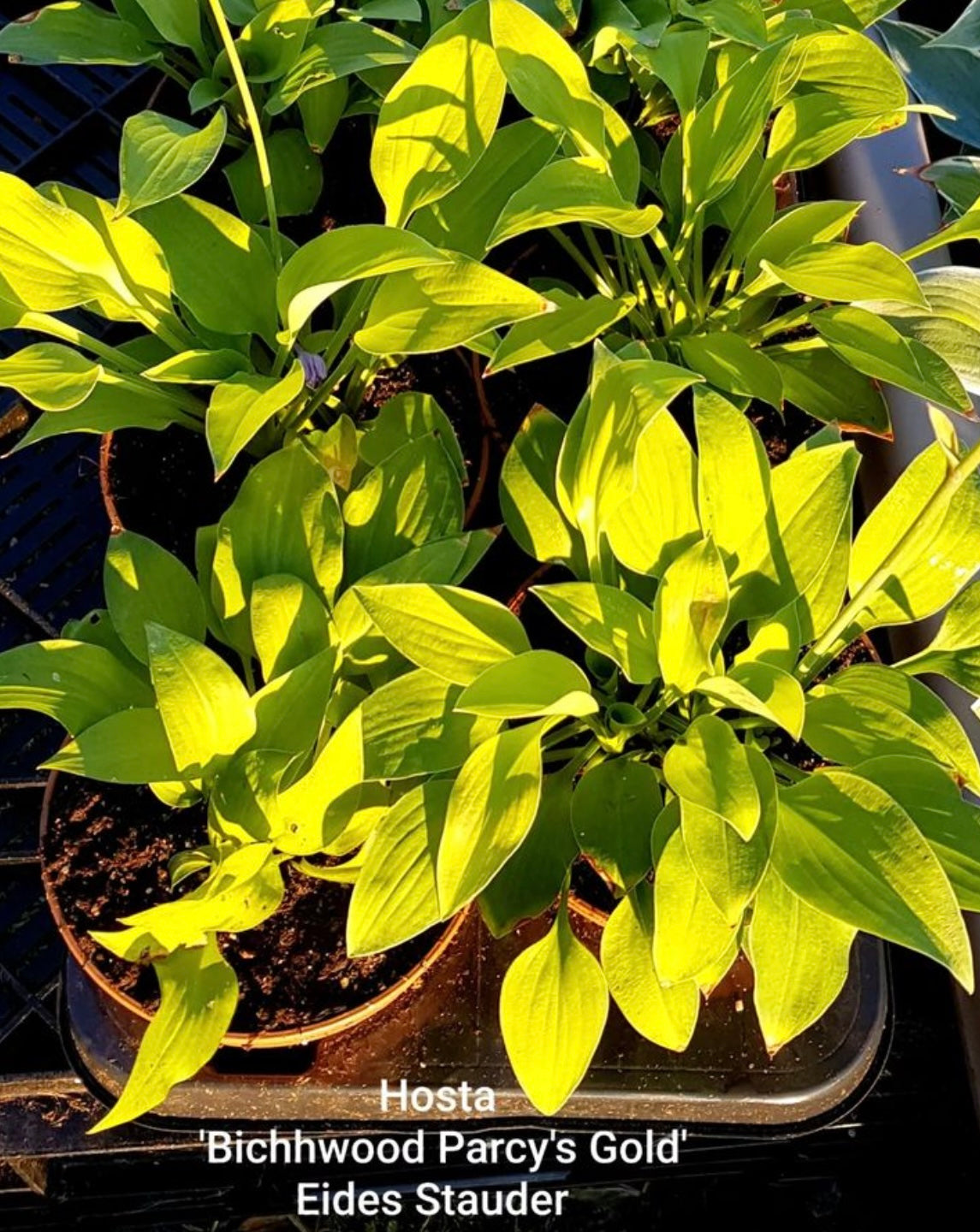 Hosta ‘Birchwood Parky’s Gold’