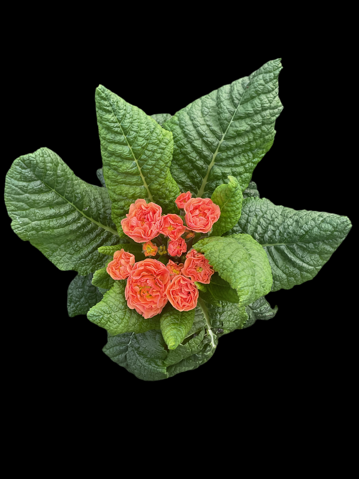 Primula Belarina ‘Nectarine’ P13