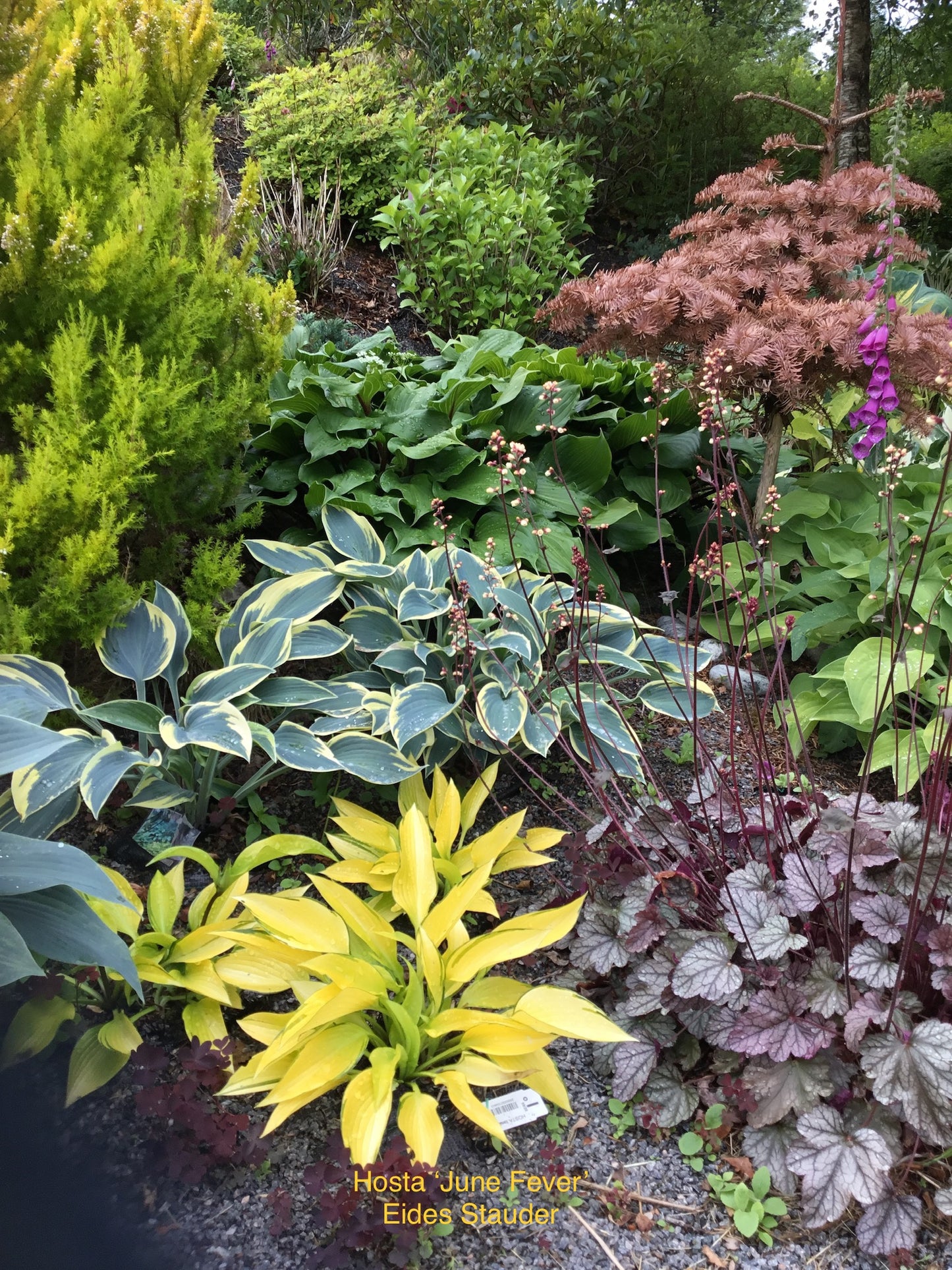 Hosta ‘June Fever’