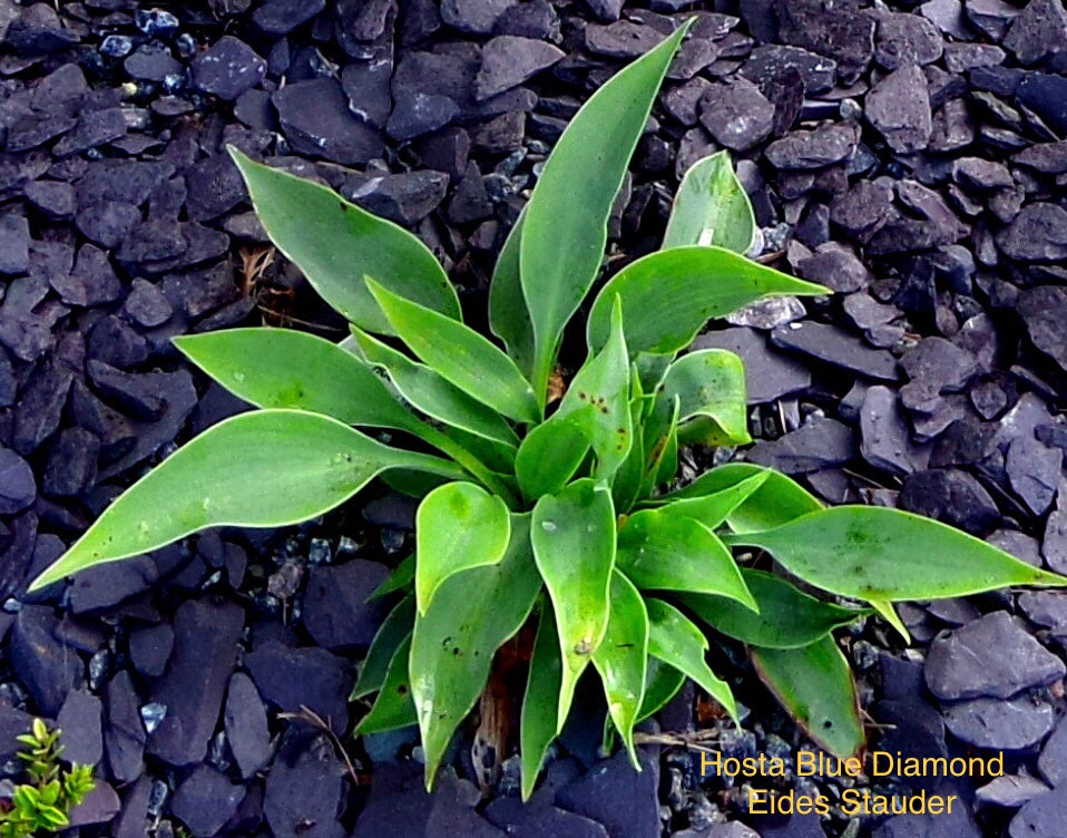 Hosta ‘Blue Diamond’