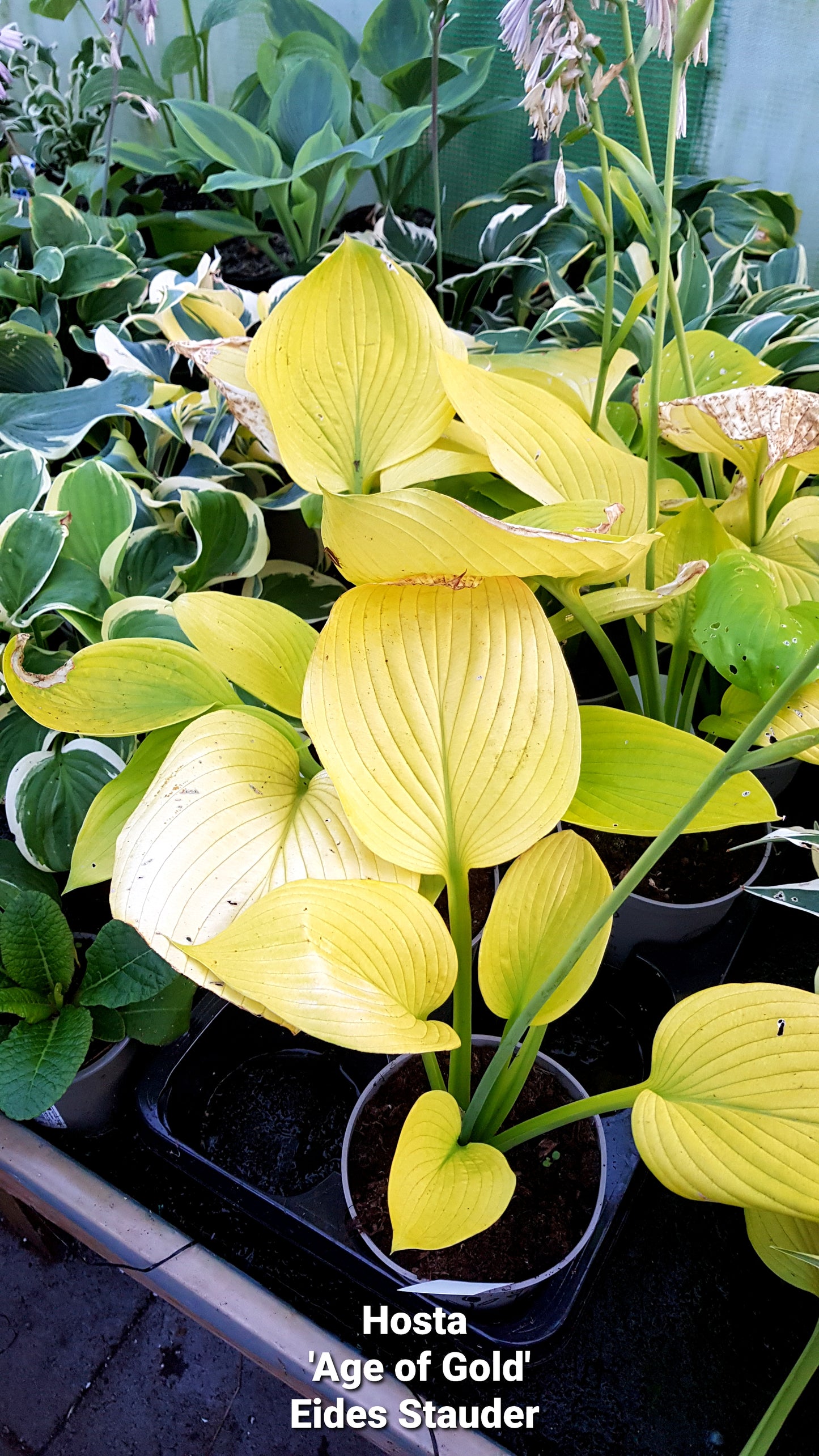 Hosta ‘Age of Gold’ P15