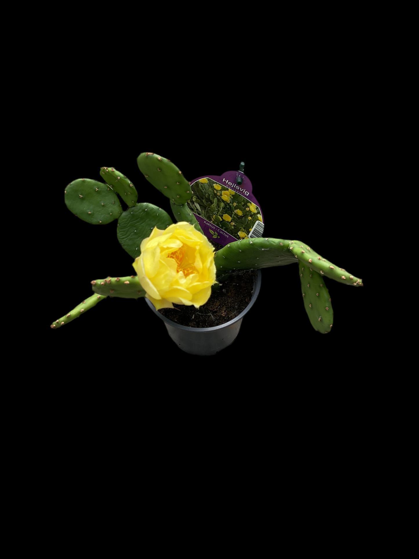 Opuntia humifusa