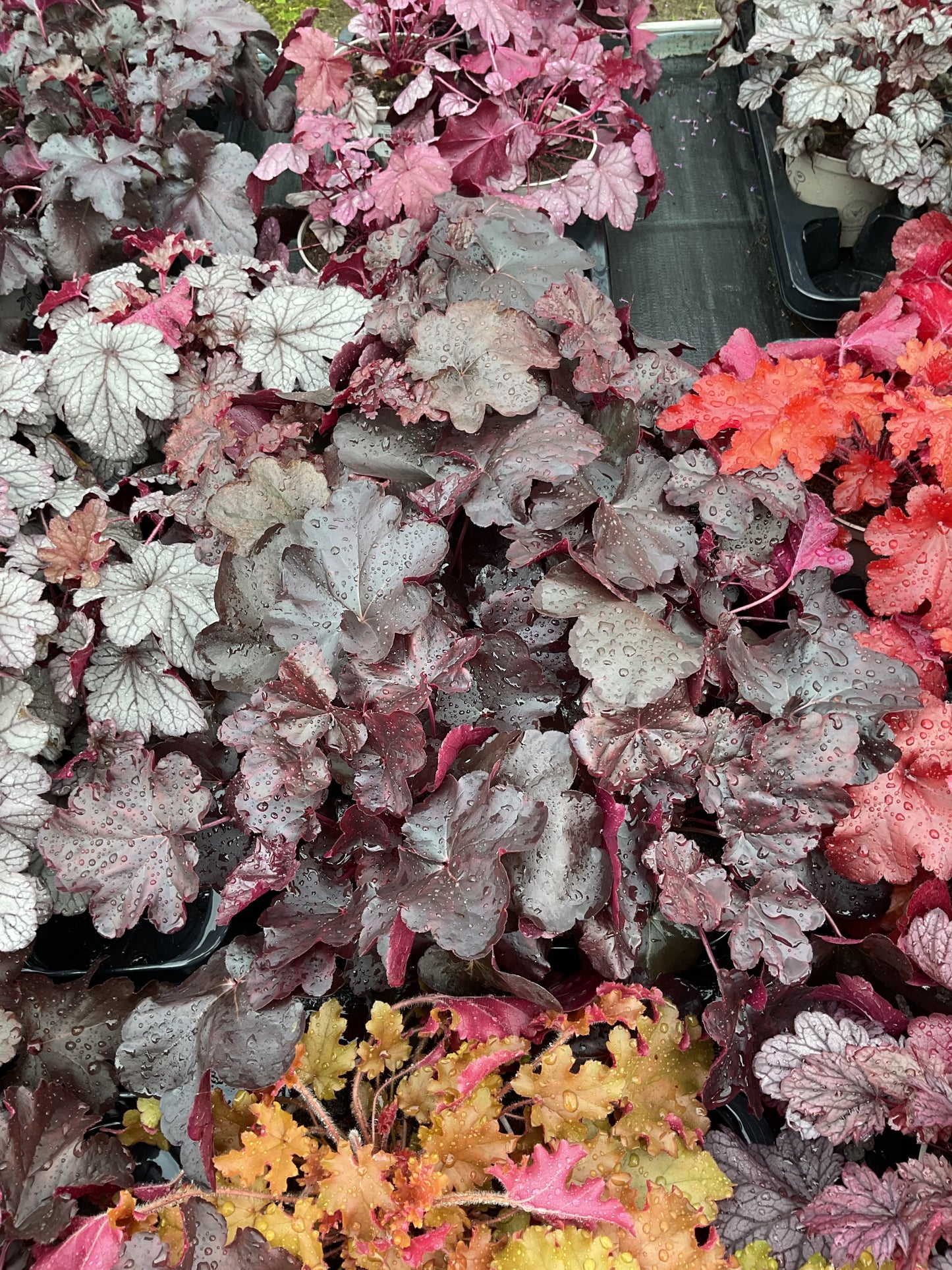 Heuchera ‘Obsidian’ P15