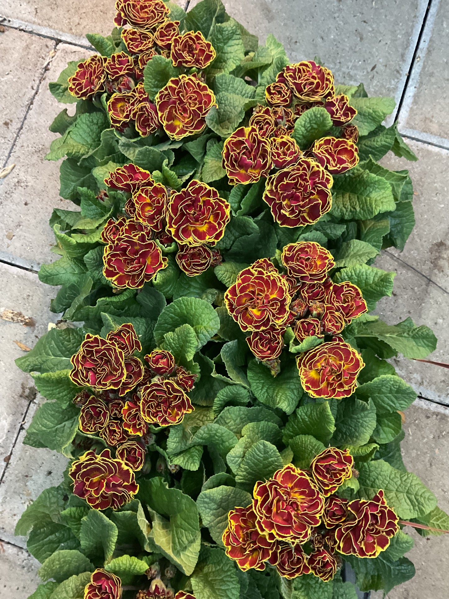 Primula Belarina ‘Maple Sugar’ P13