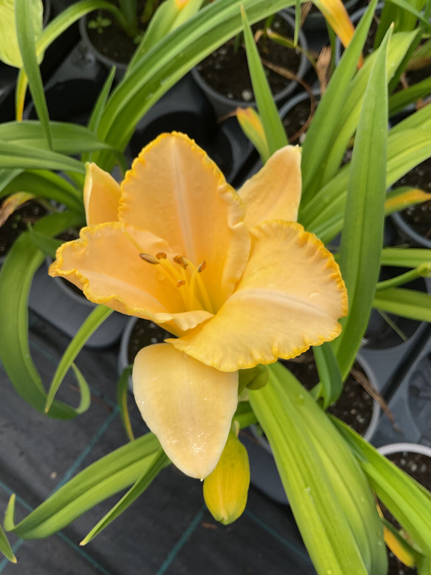 Hemerocallis ‘Baley Hay’ P12