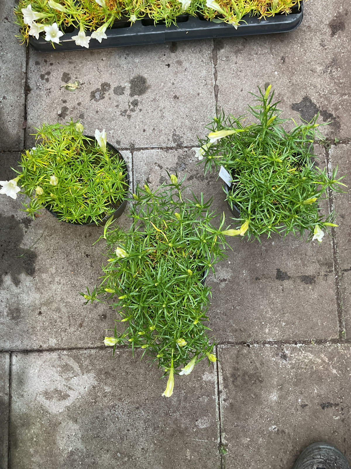 Gentiana ‘Weisser Traum’ 3 stk i 17 cm potter