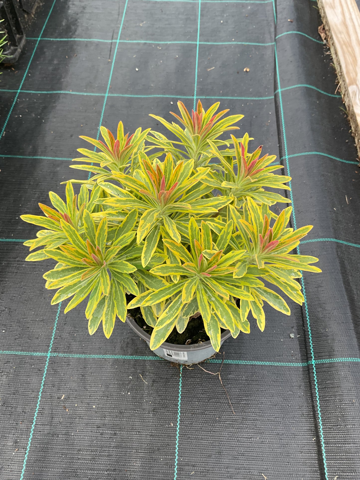 Euphorbia x martinii ‘Ascot Rainbow’ P13