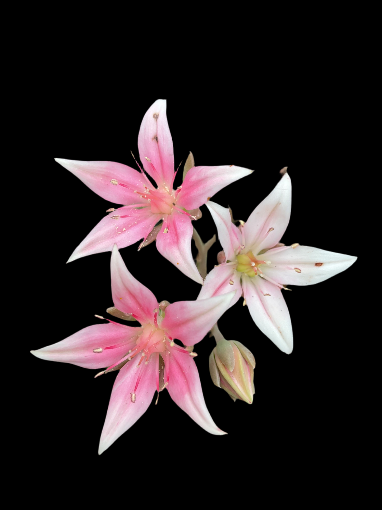 Graptopetalum bellum P10