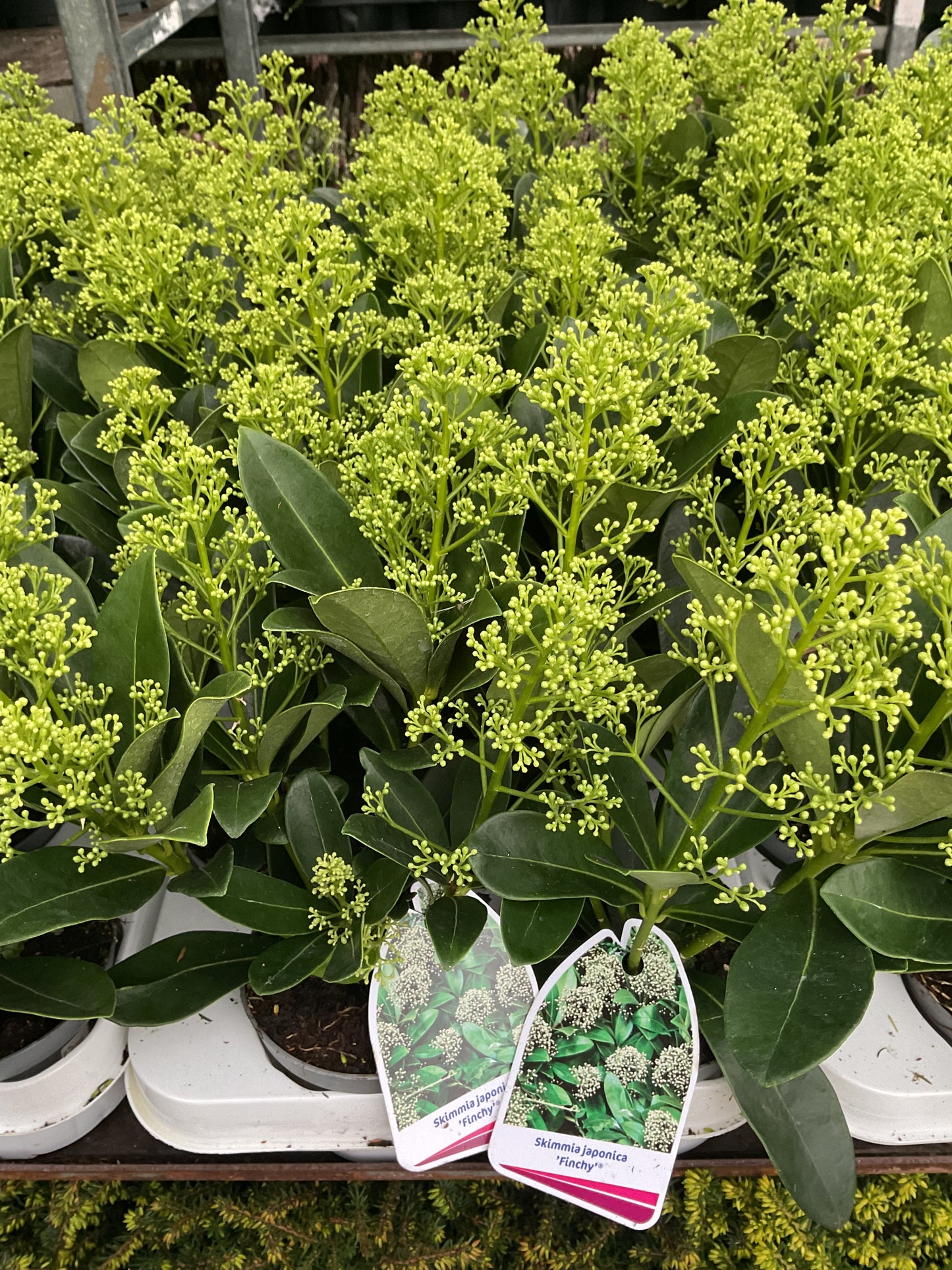 Skimmia japonica ‘Finchy’ P11