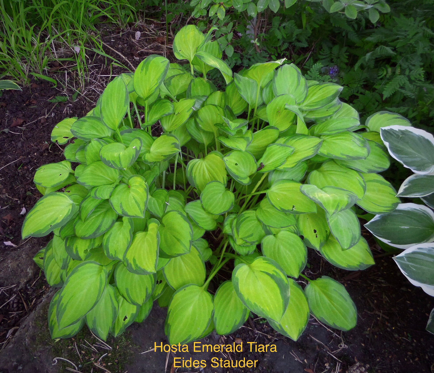 Hosta ‘Emerald Tiara’