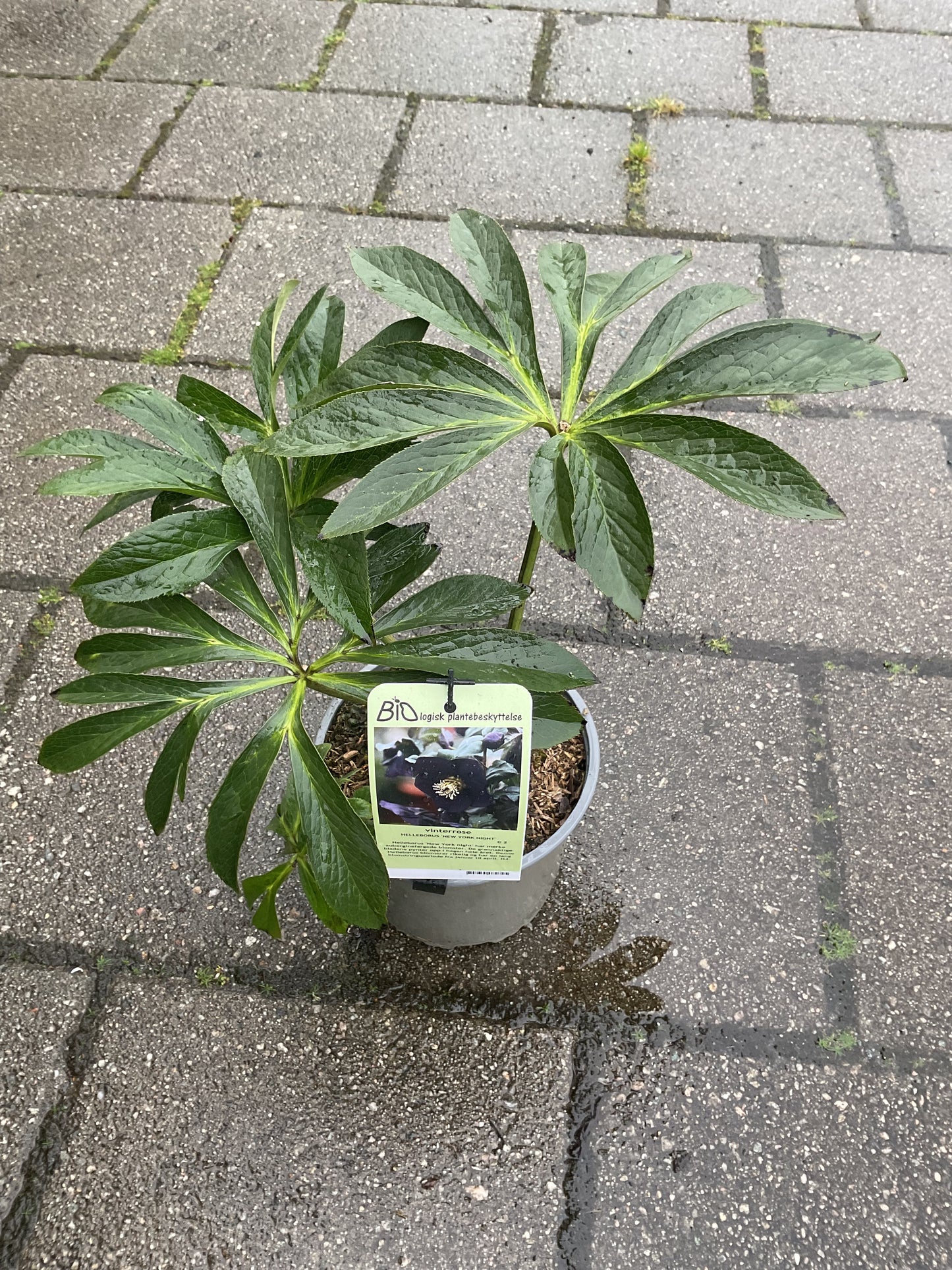 Helleborus orientalis ‘New York Night’ P17