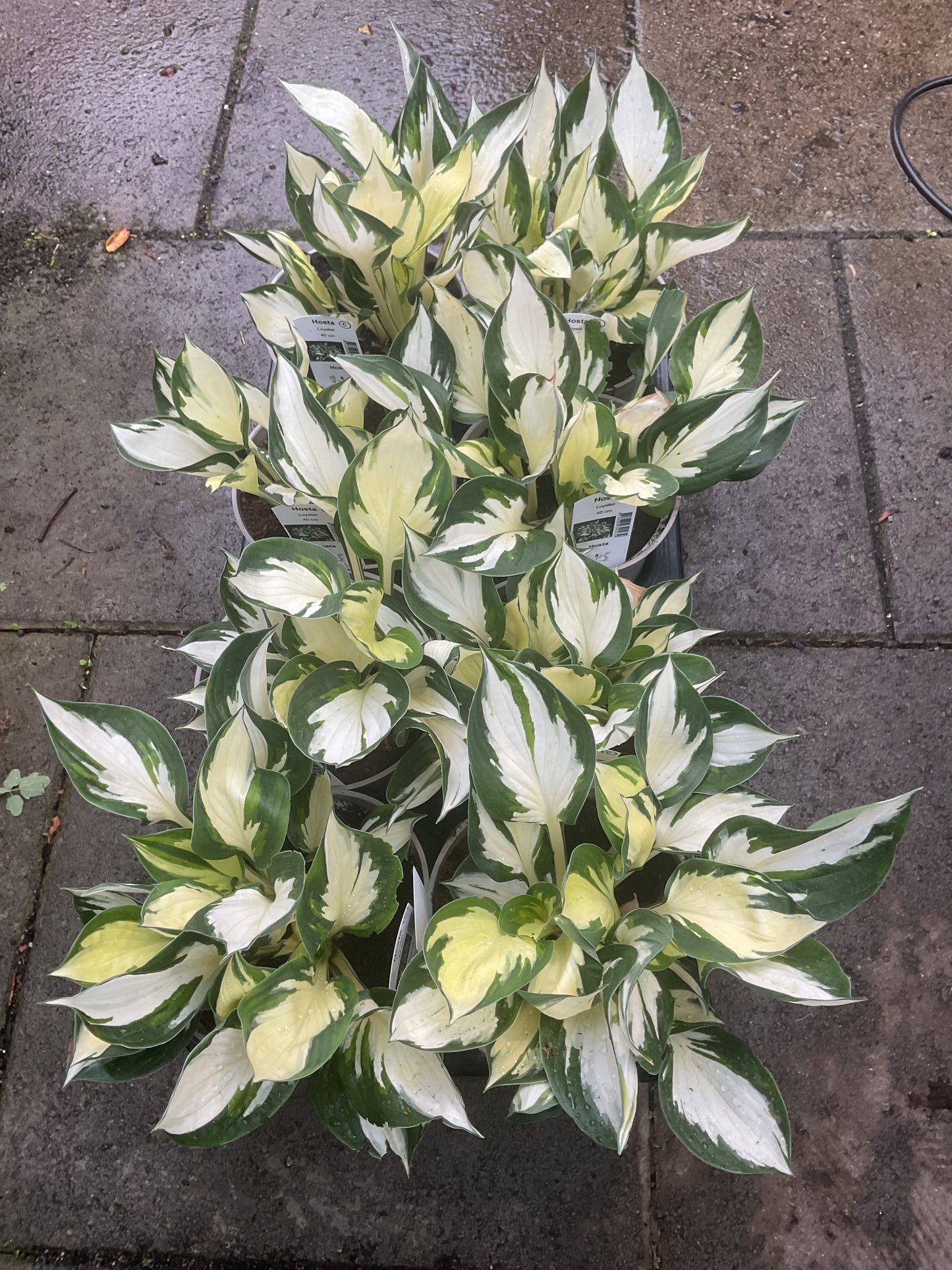 Hosta ‘Loyalist’
