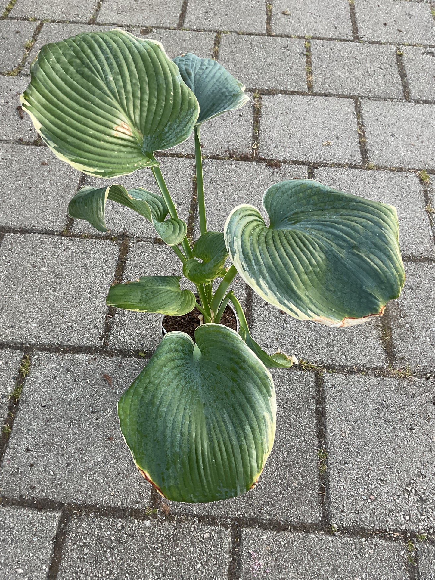 Hosta ‘Minke’®️ P17