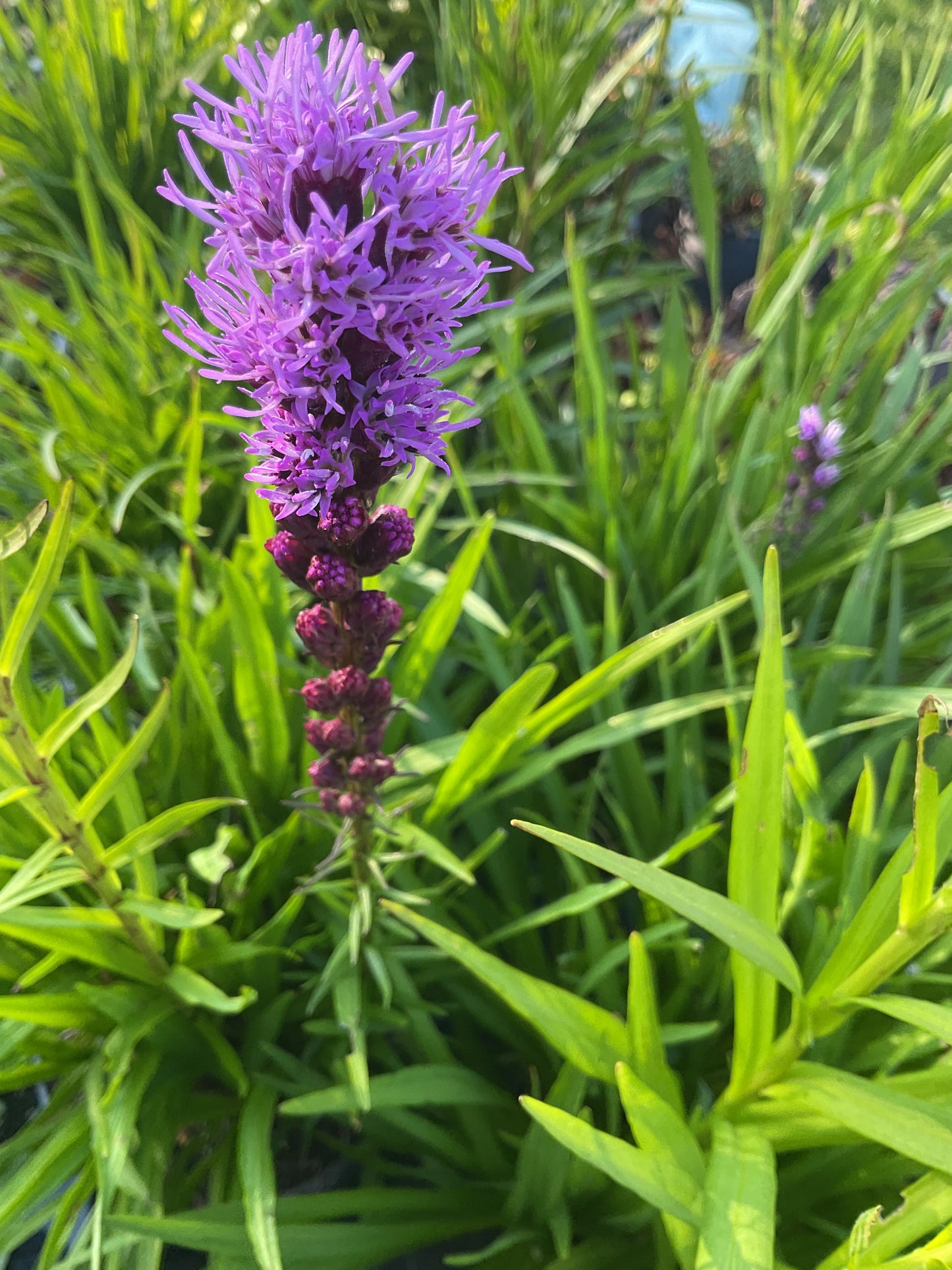 Liatris spicata ‘Floristan Violet’ P17