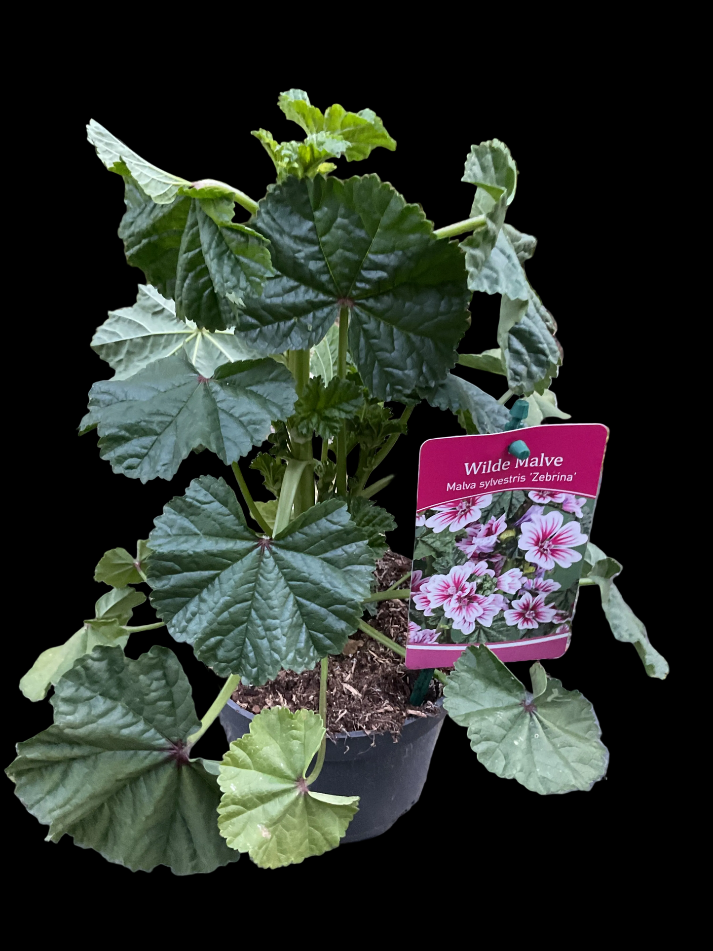 Malva sylvestris ‘Zebrina’ P13
