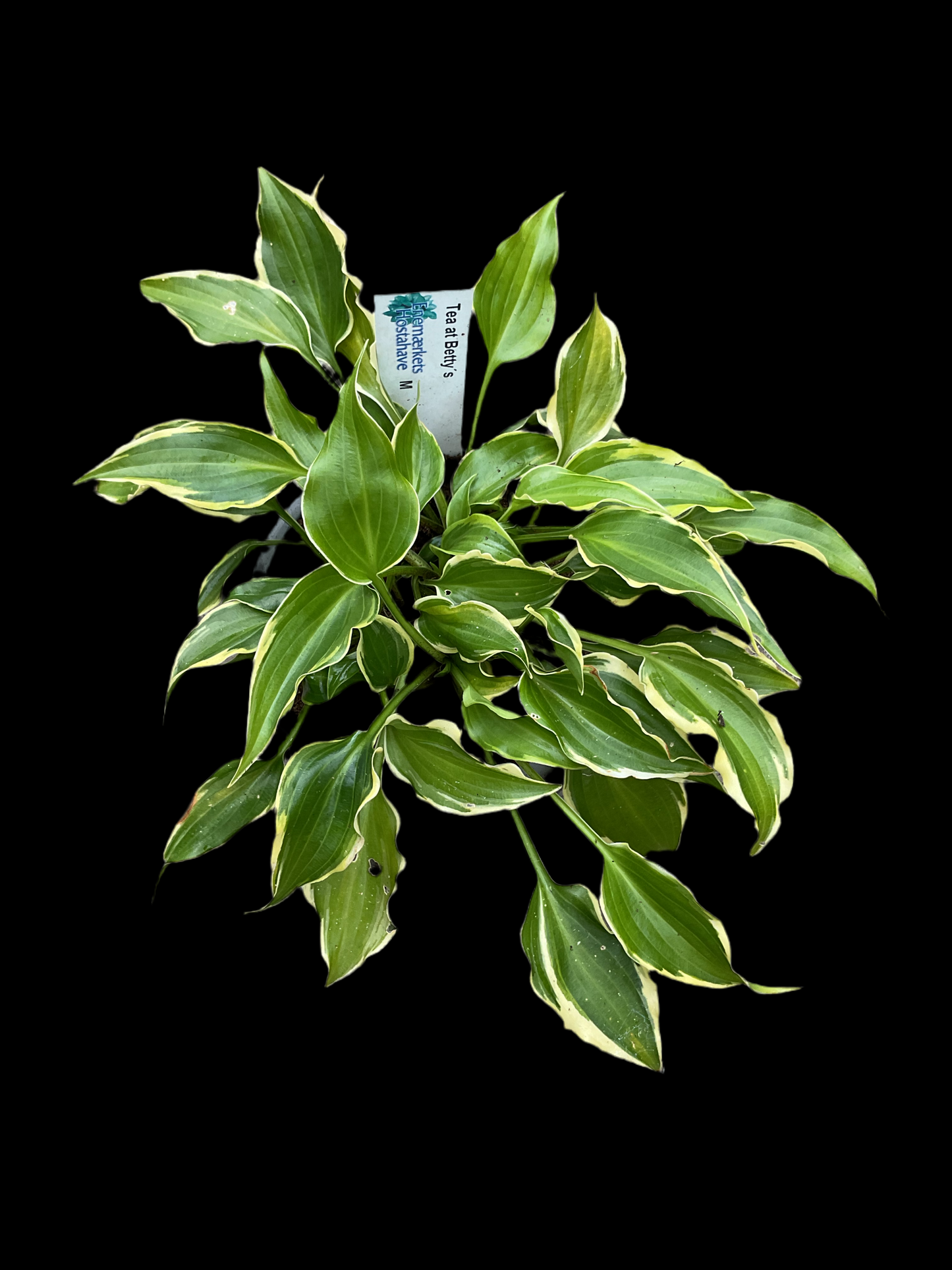 Hosta ‘Tea at Bettys’