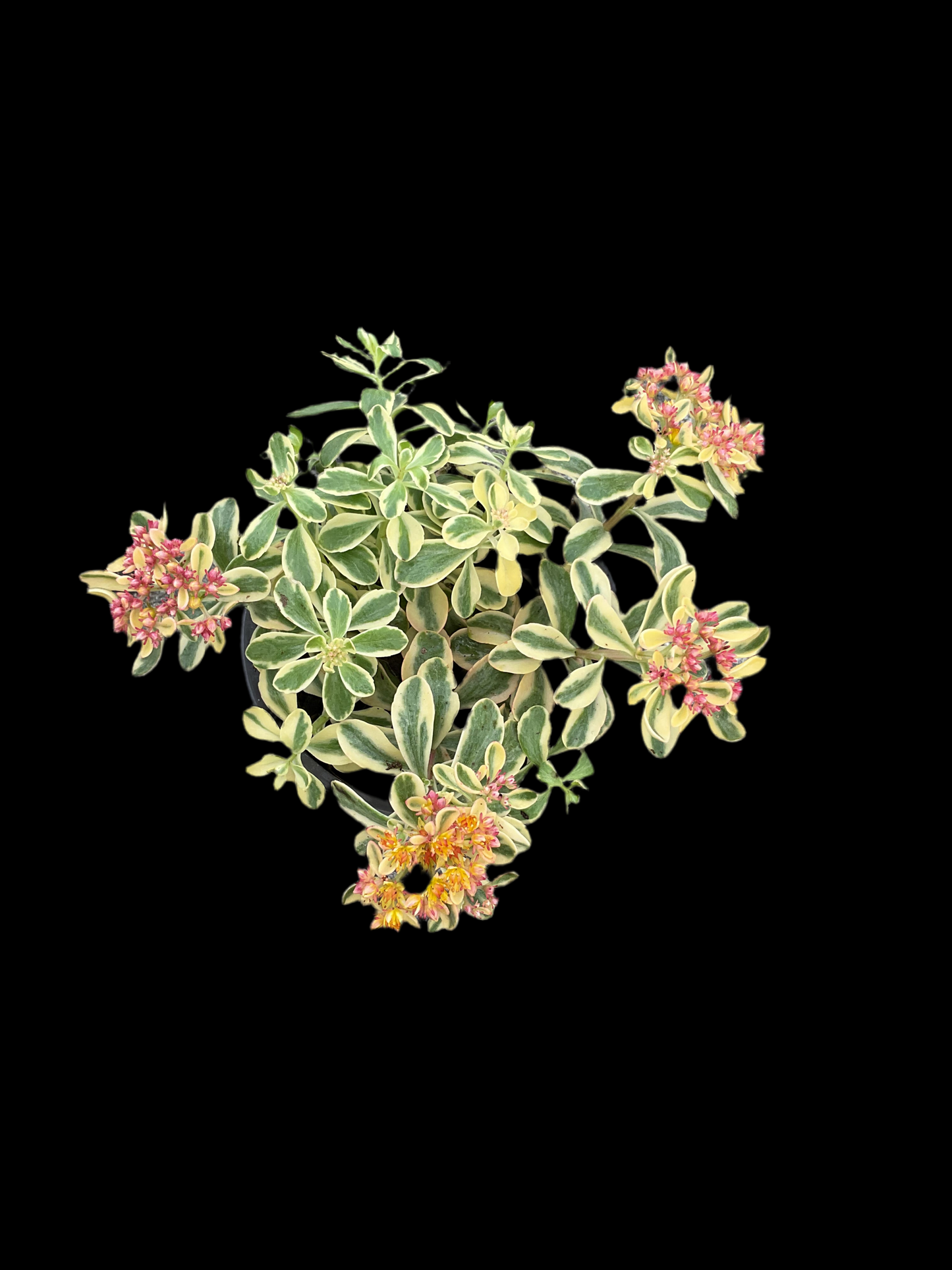 Sedum kamtschaticum ‘Variegatum’ p13