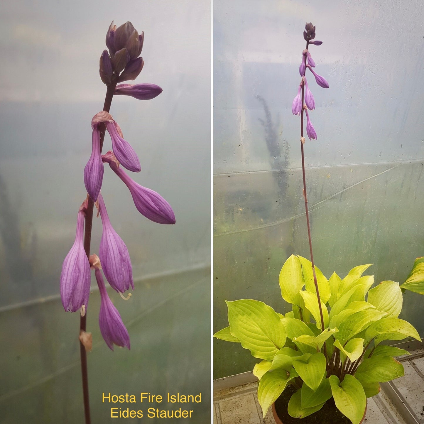 Hosta ‘Fire Island’