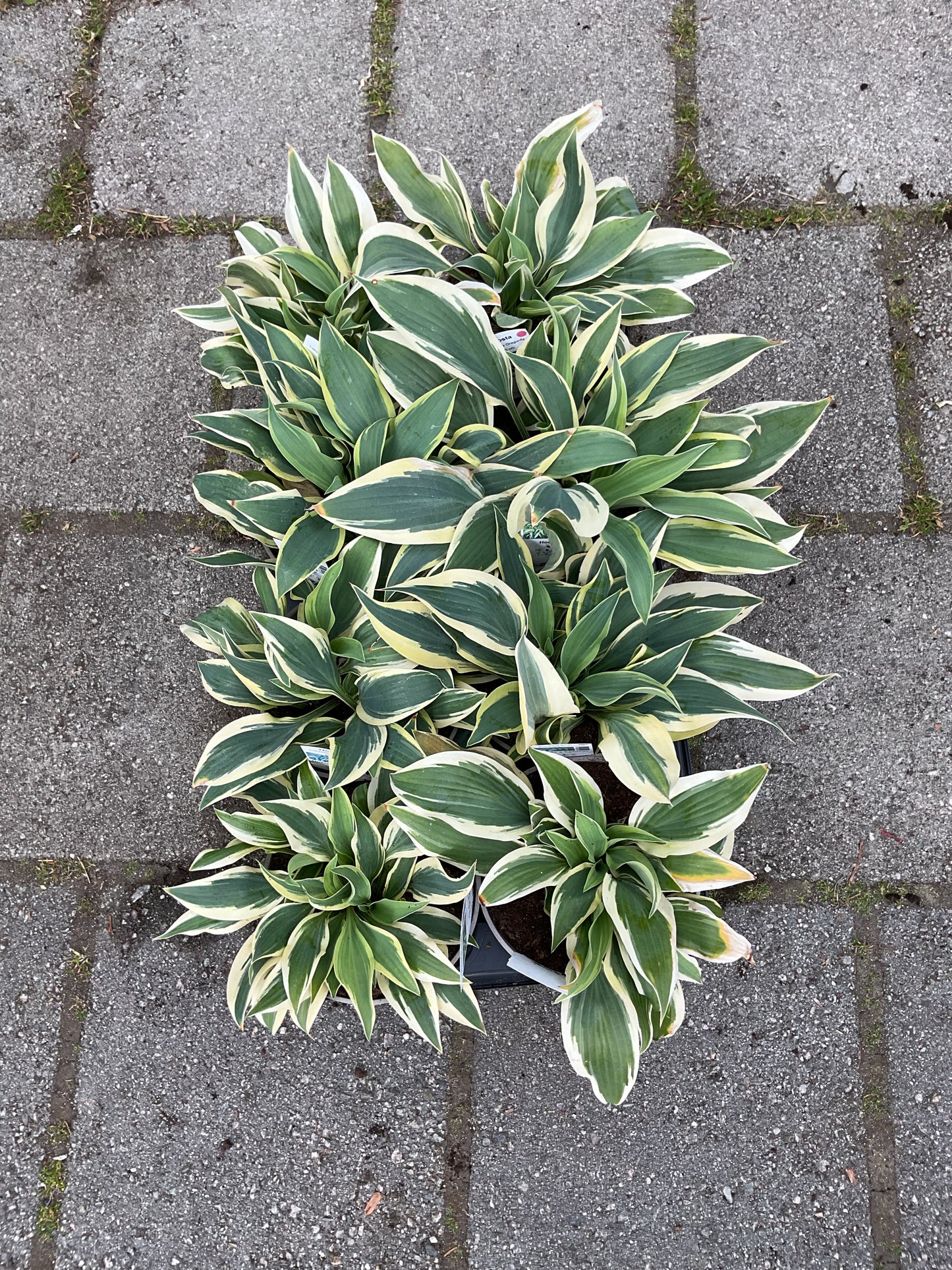 Hosta ‘Lakeside Dragonfly’