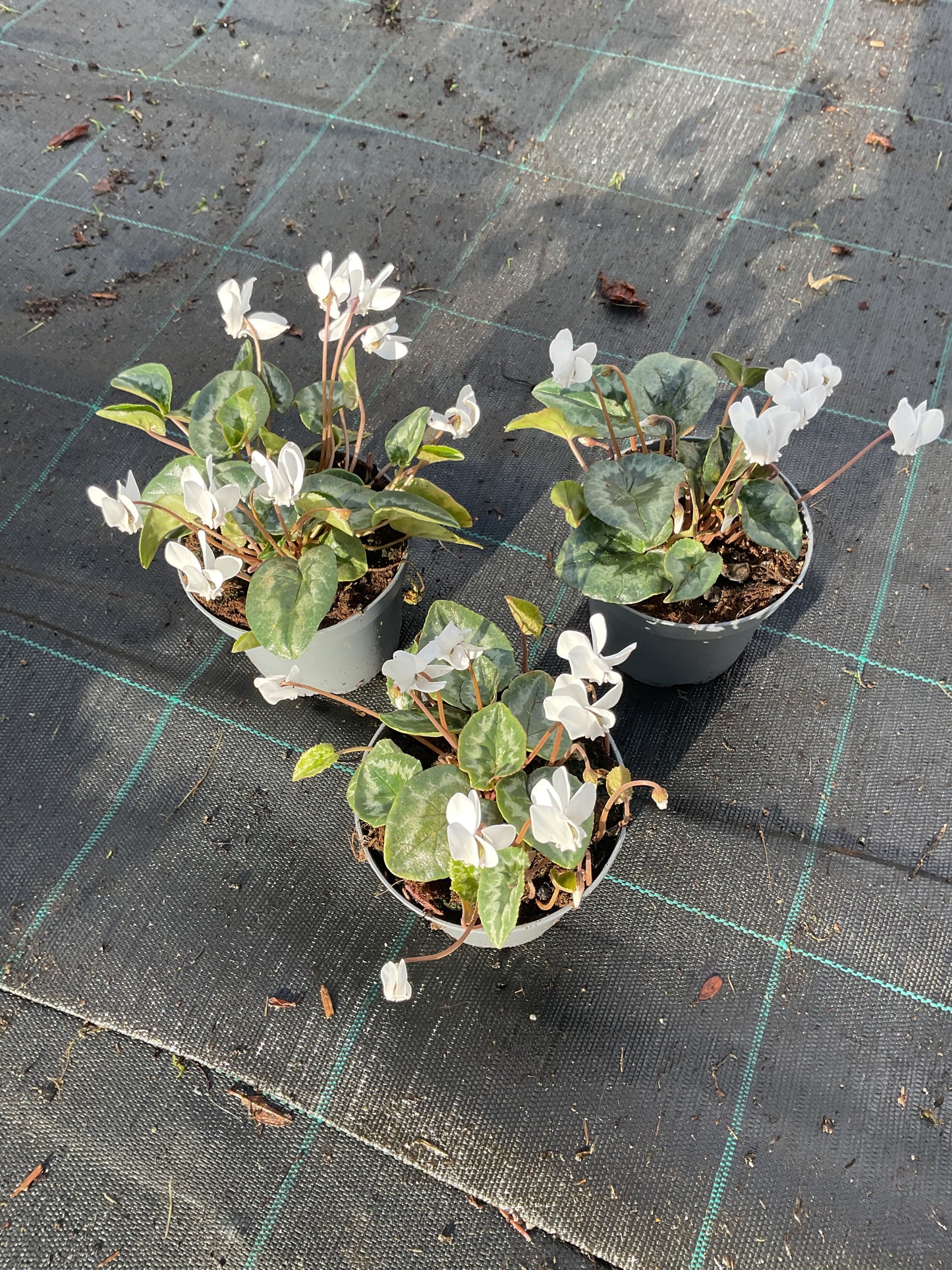 Cyclamen hederifolium Kolleksjon av 6 stk