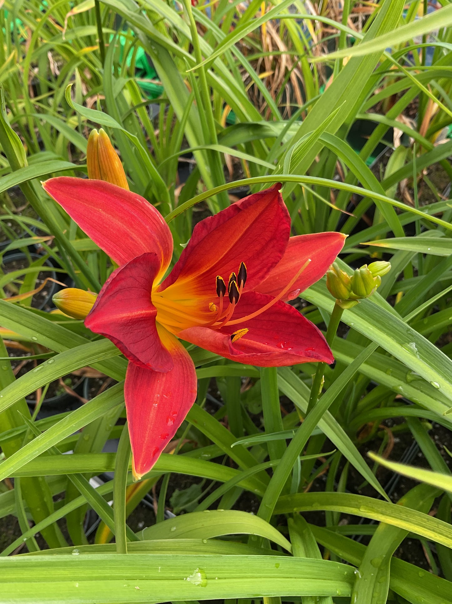 Hemerocallis ‘Baltimore Oreole’ P12