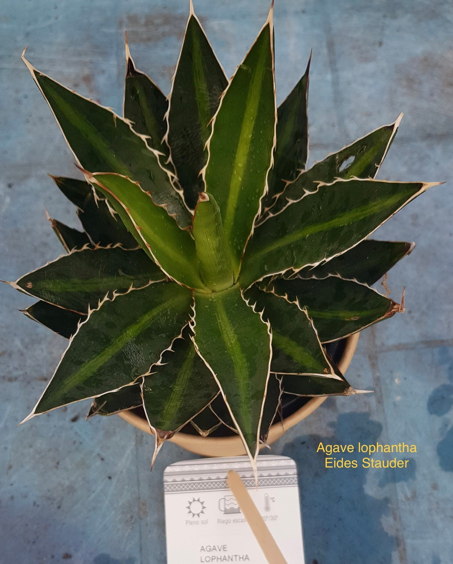 Agave lophantha