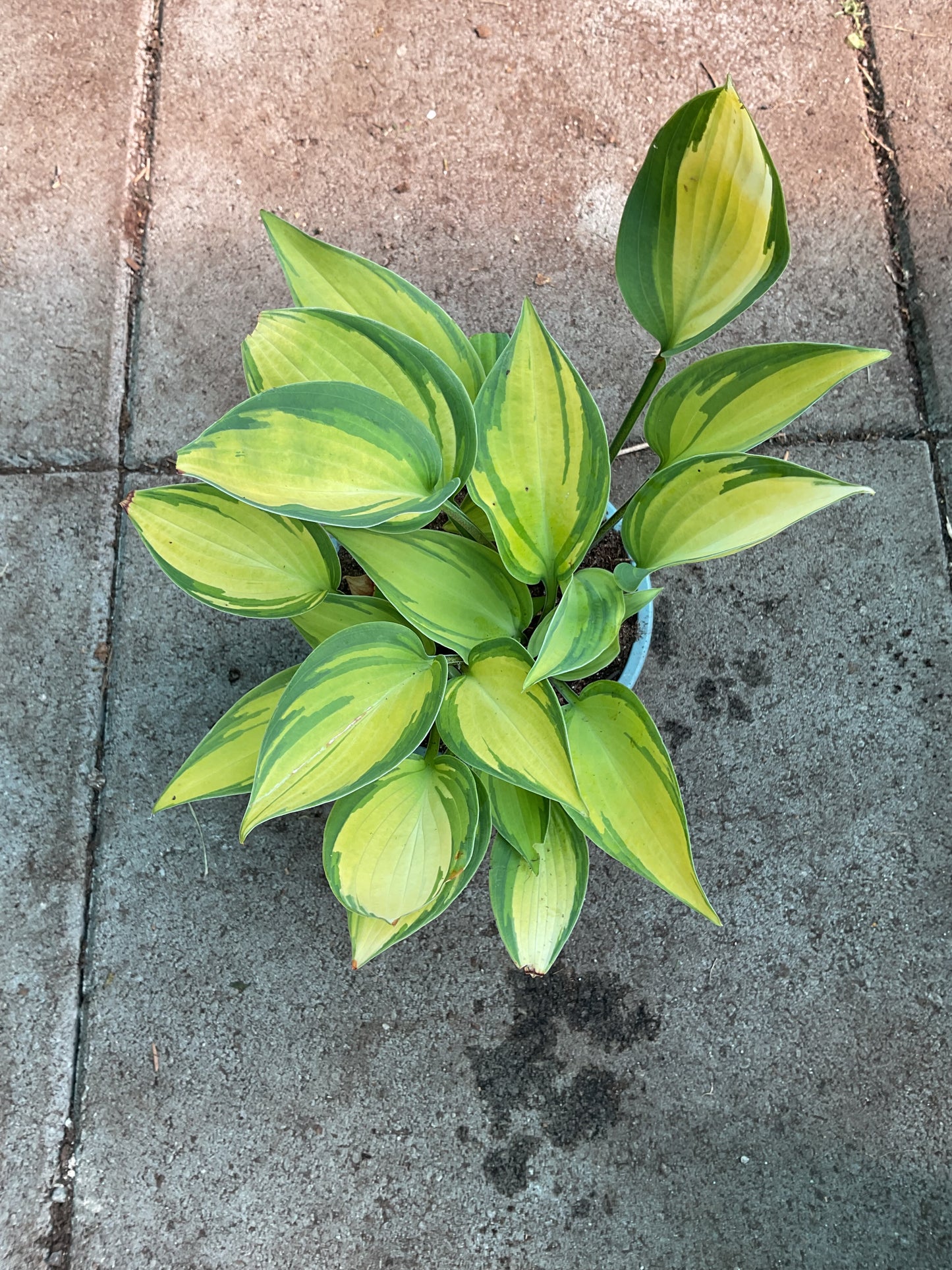 Hosta ‘Dinner Mint’