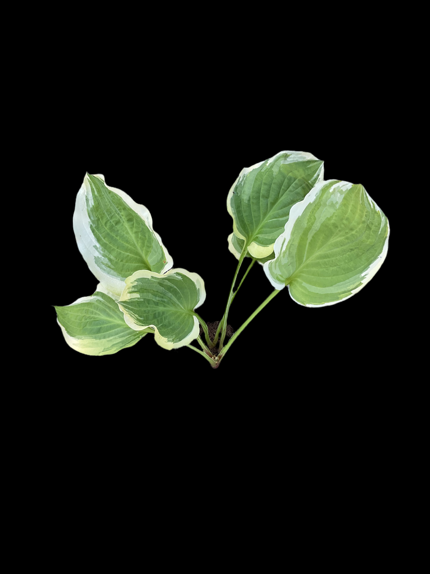 Hosta ‘Blazing Saddles’