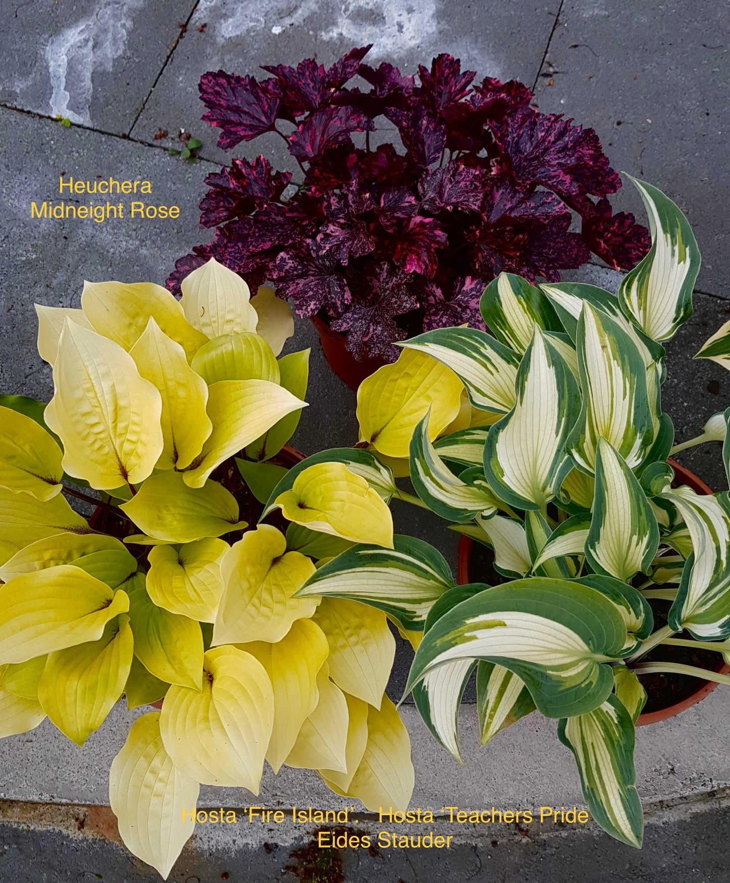 Hosta ‘Fire Island’