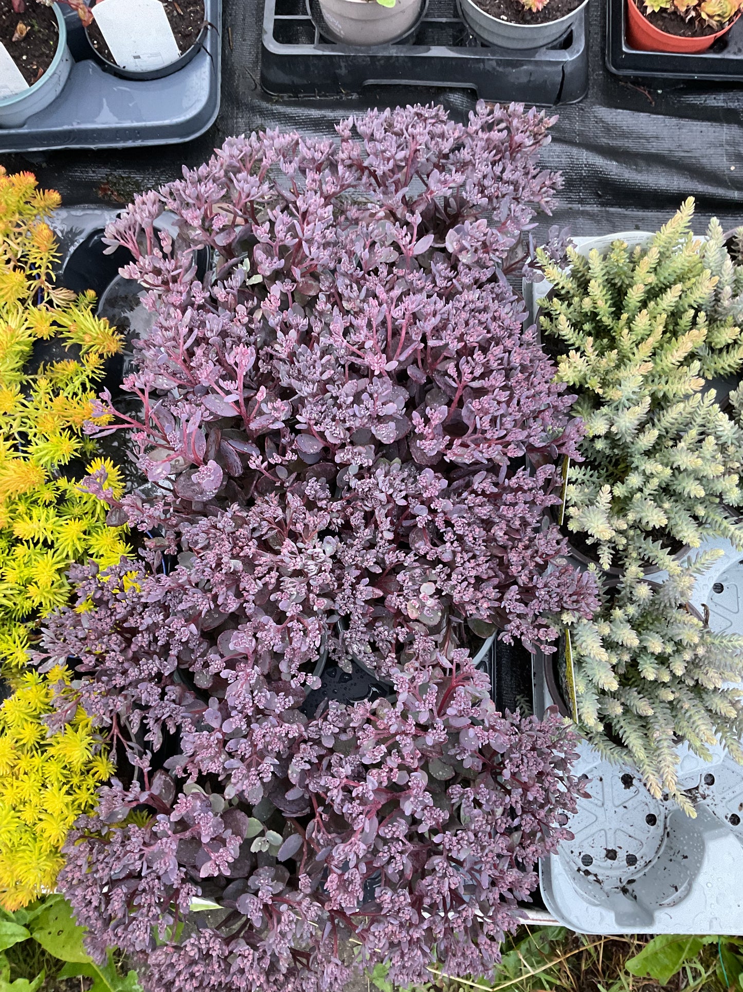 Sedum ‘Red Canyon’ P12