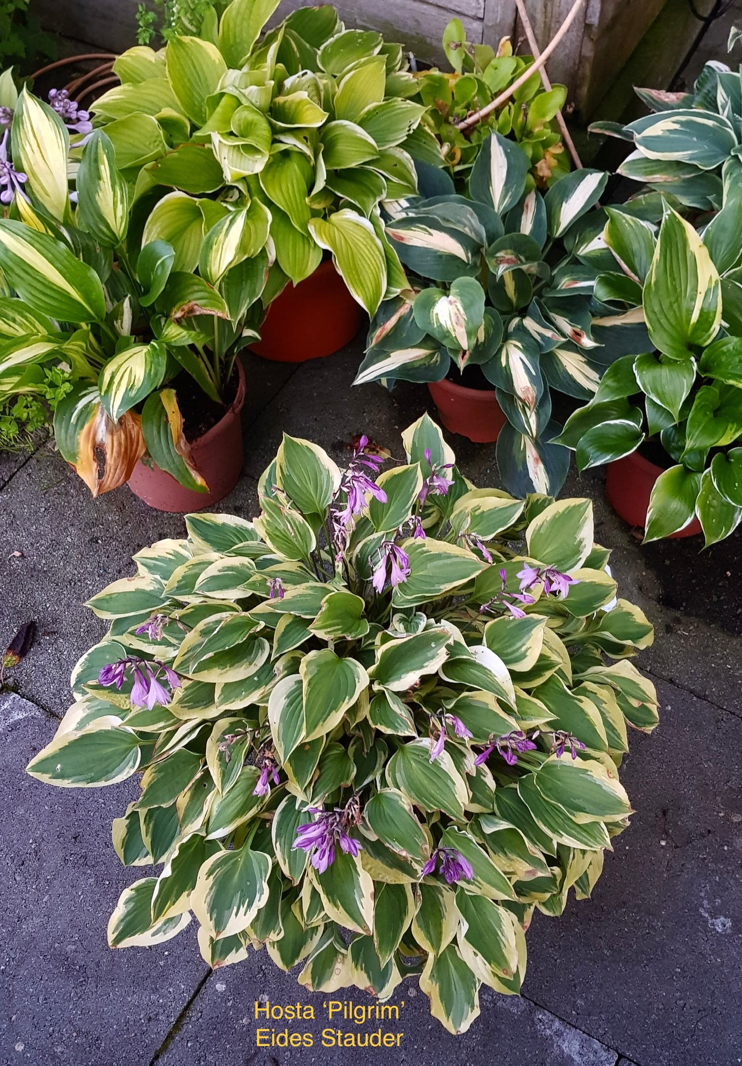 Hosta ‘Pilgrim’