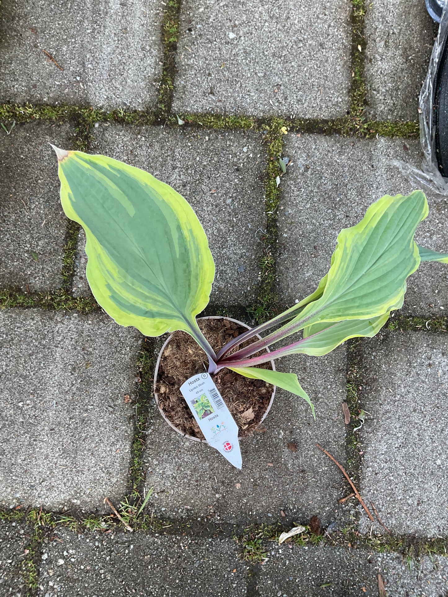 Hosta ‘Lipstick Blush’ P15