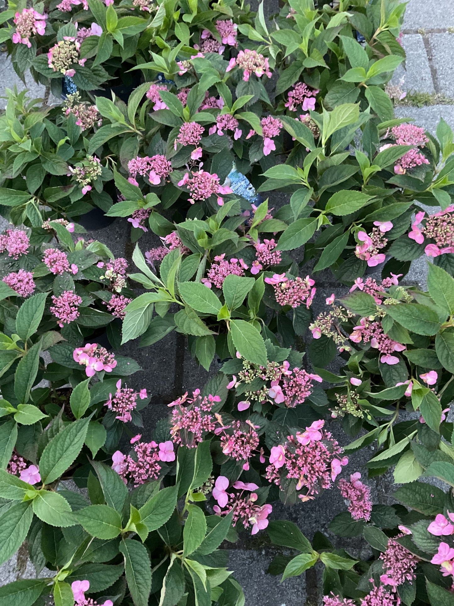 Hydrangea ‘Magic Pillow’ 3 stk planter P19