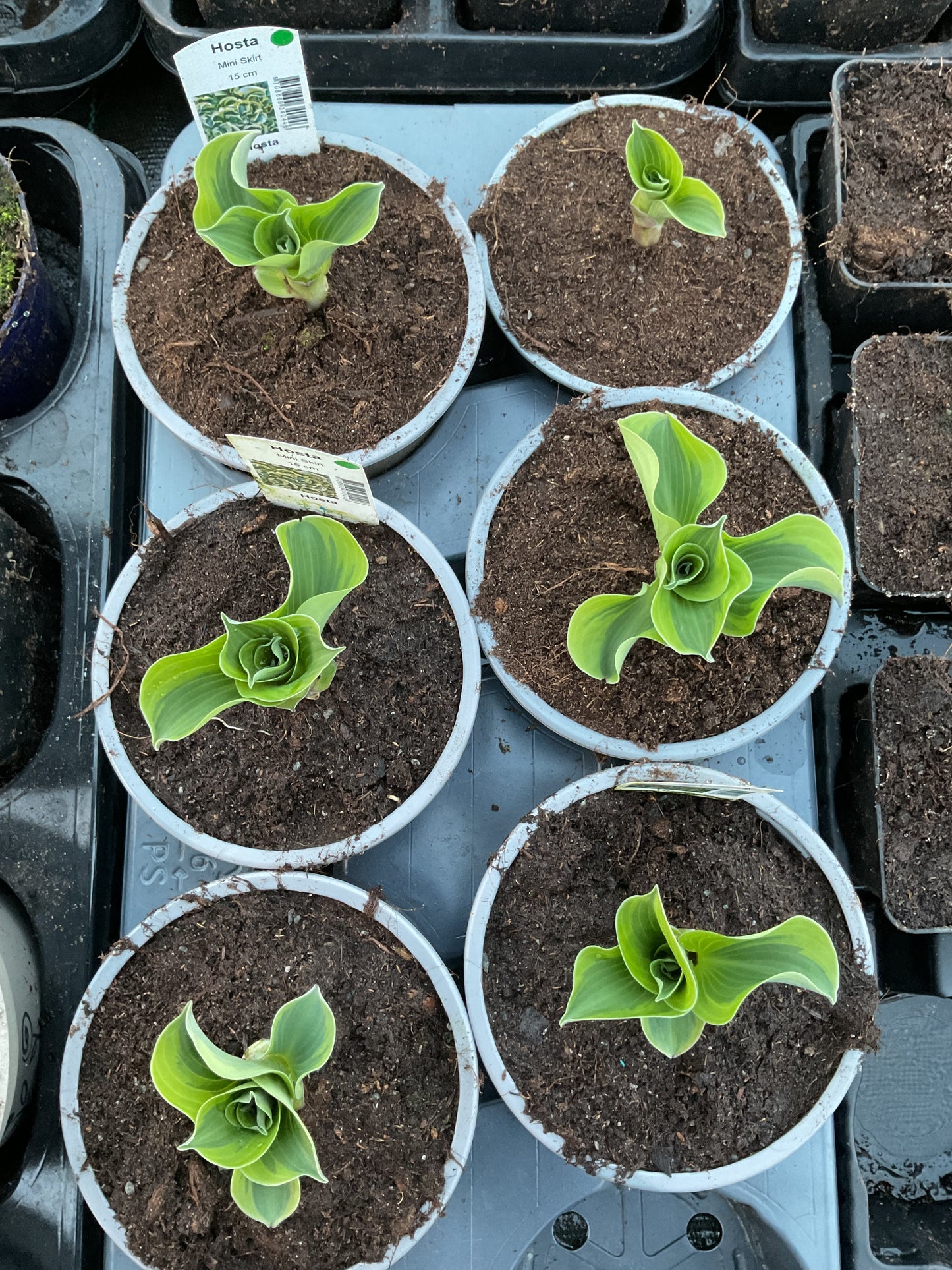 Hosta ‘Mini Skirt’ P12