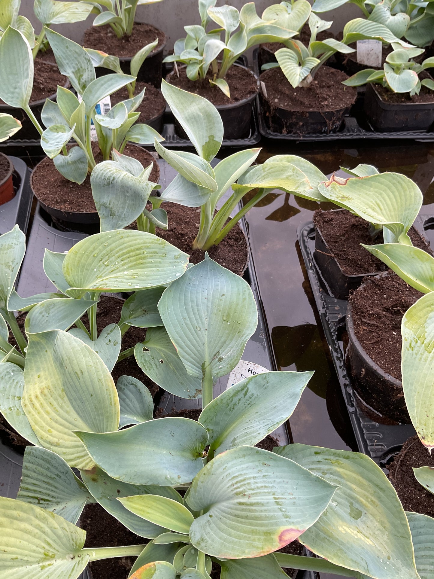 Hosta ‘Buckshaw Blue’ P15