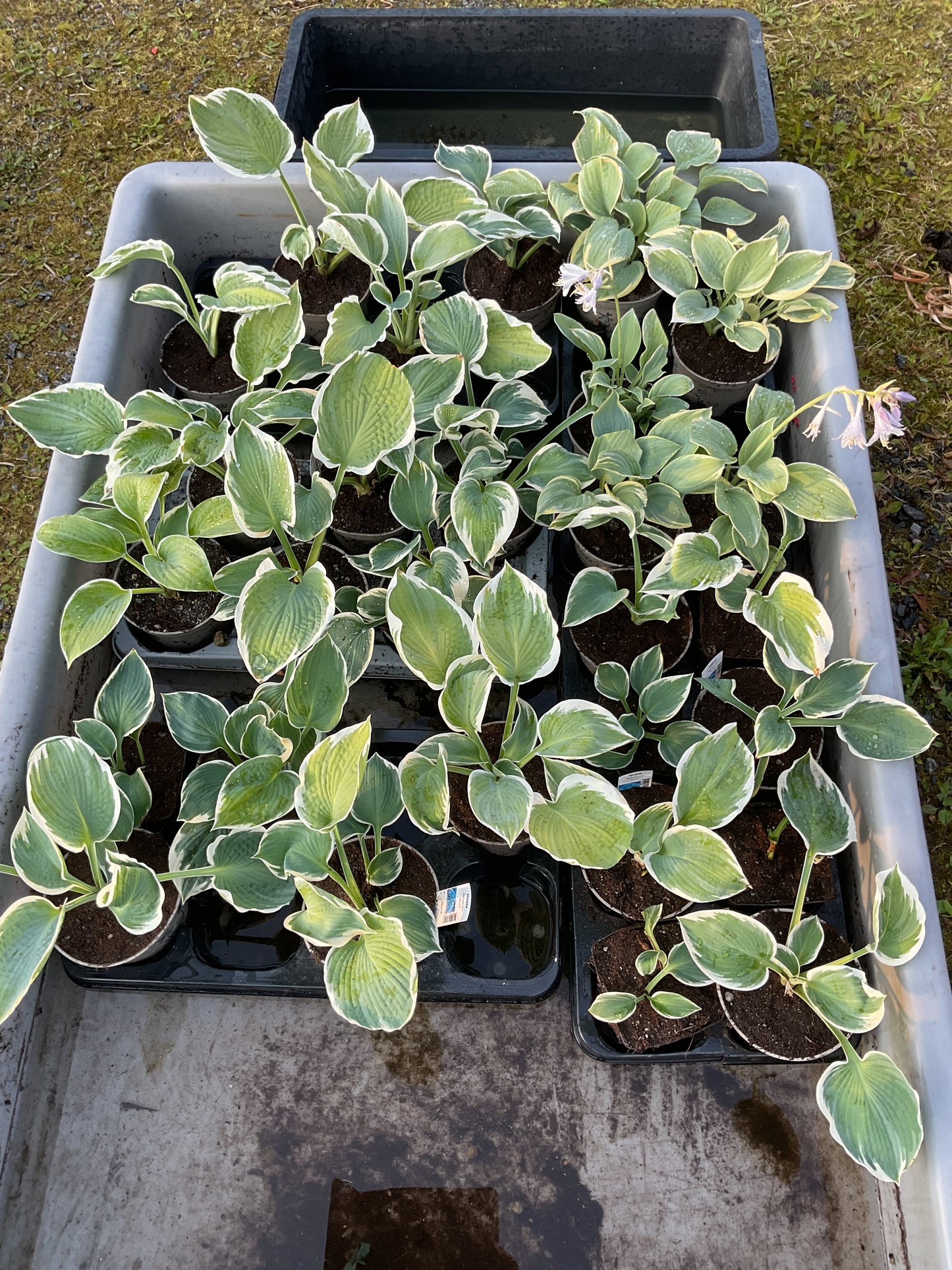 Hosta ‘Barbara Ann’