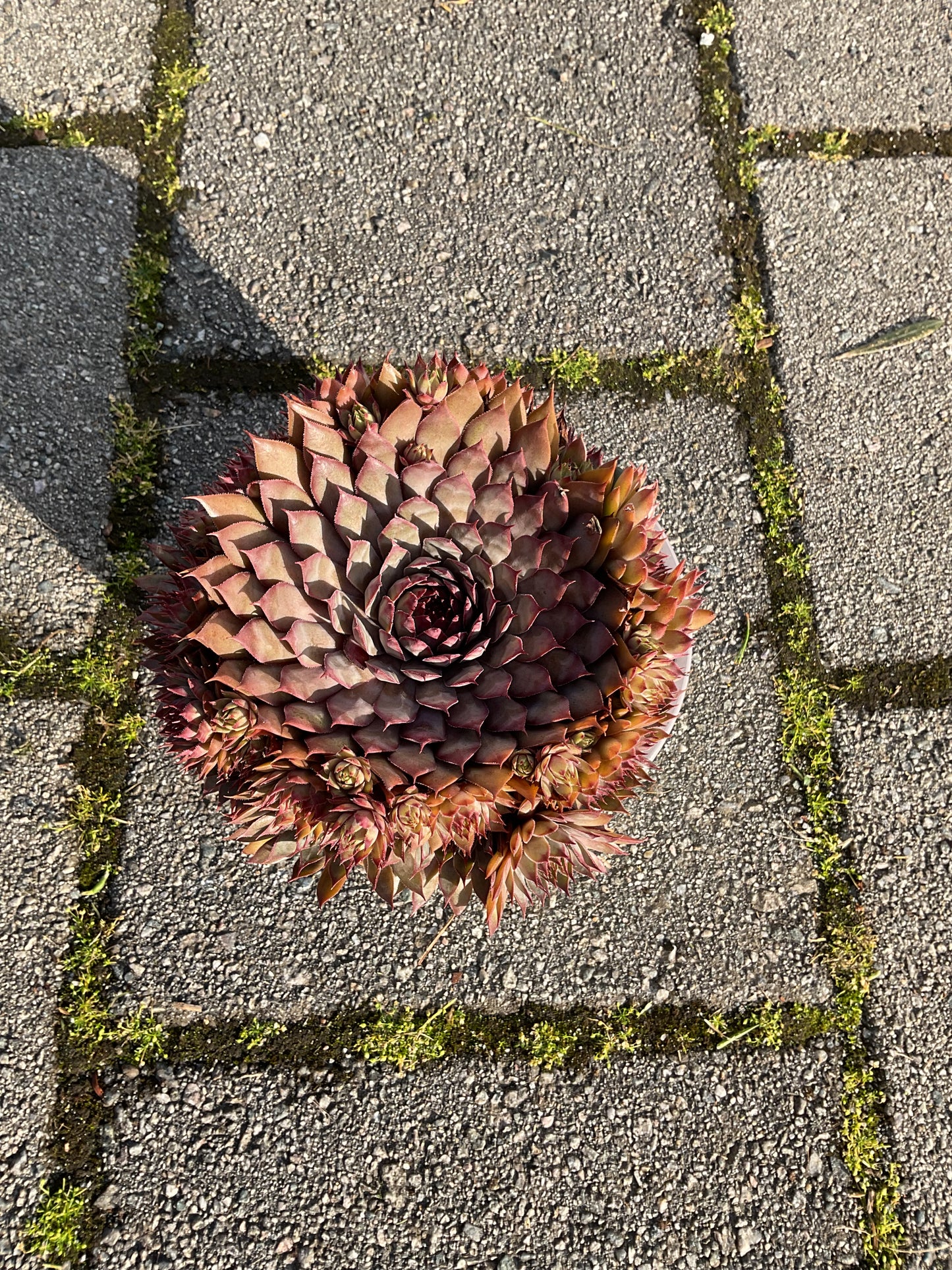 Sempervivum ‘Big Sam’™️ ‘Country Red’ P17