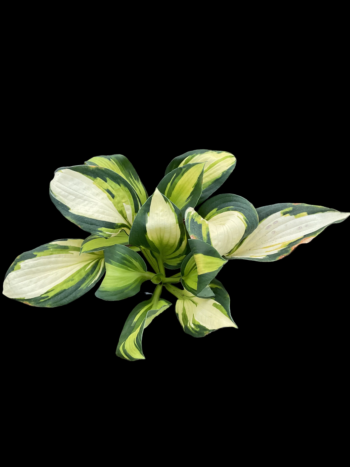 Hosta ‘Color Festival’