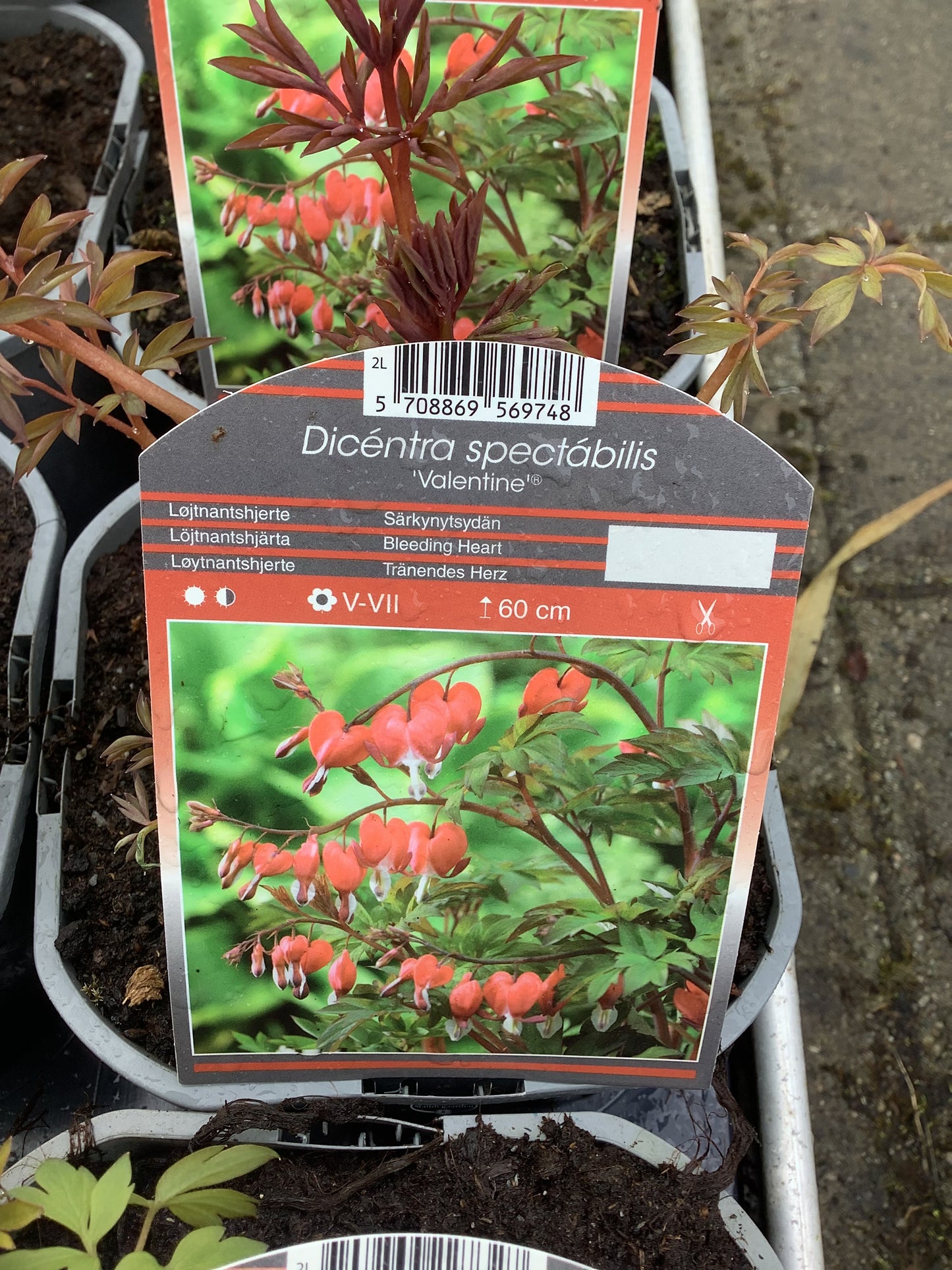 Dicentra spectabile ‘Valentine’ 2ltr