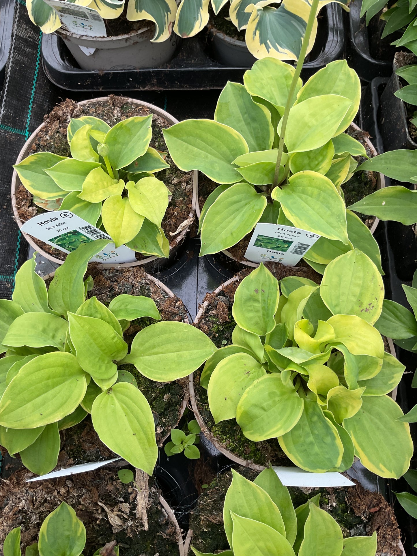 Hosta ‘Illisit Affair’ P15