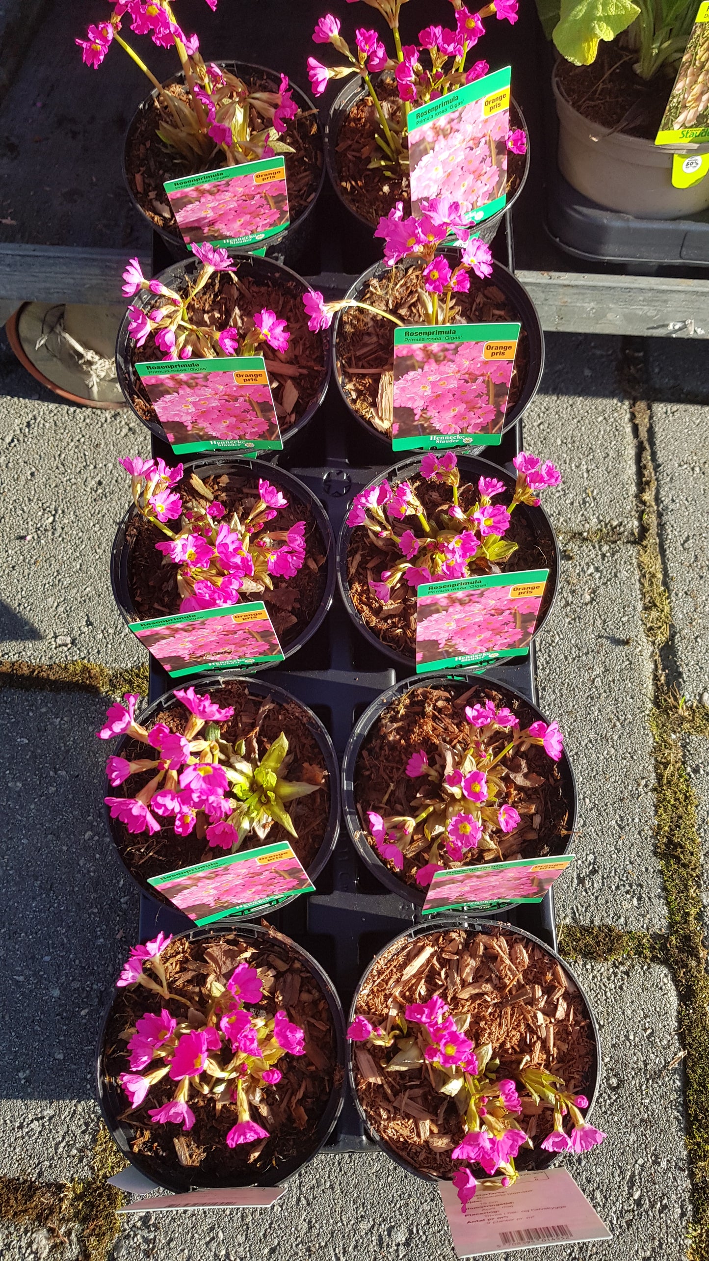 Primula rosea ‘Gigas’