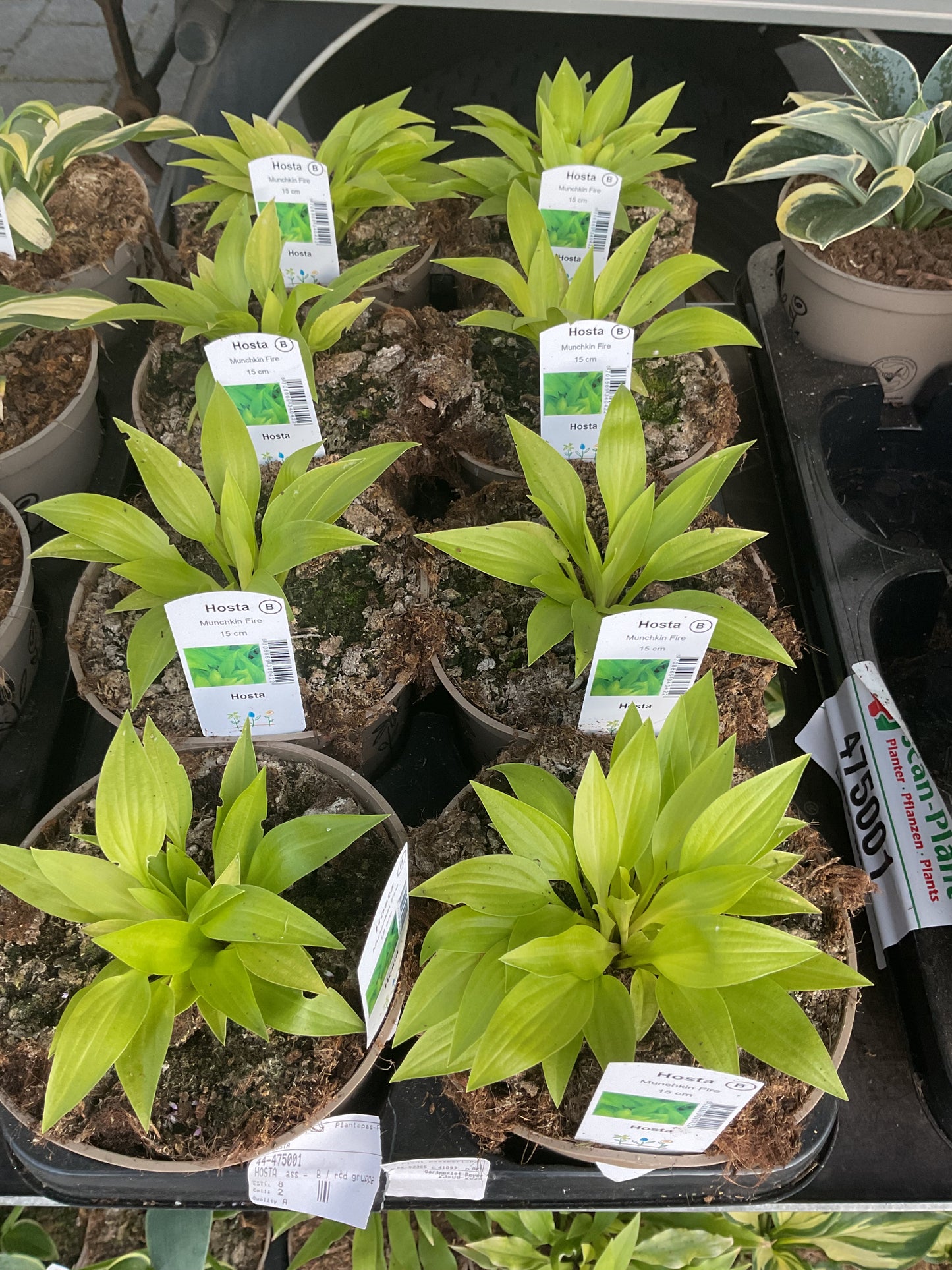 Hosta ‘Munchkin Fire’ P15